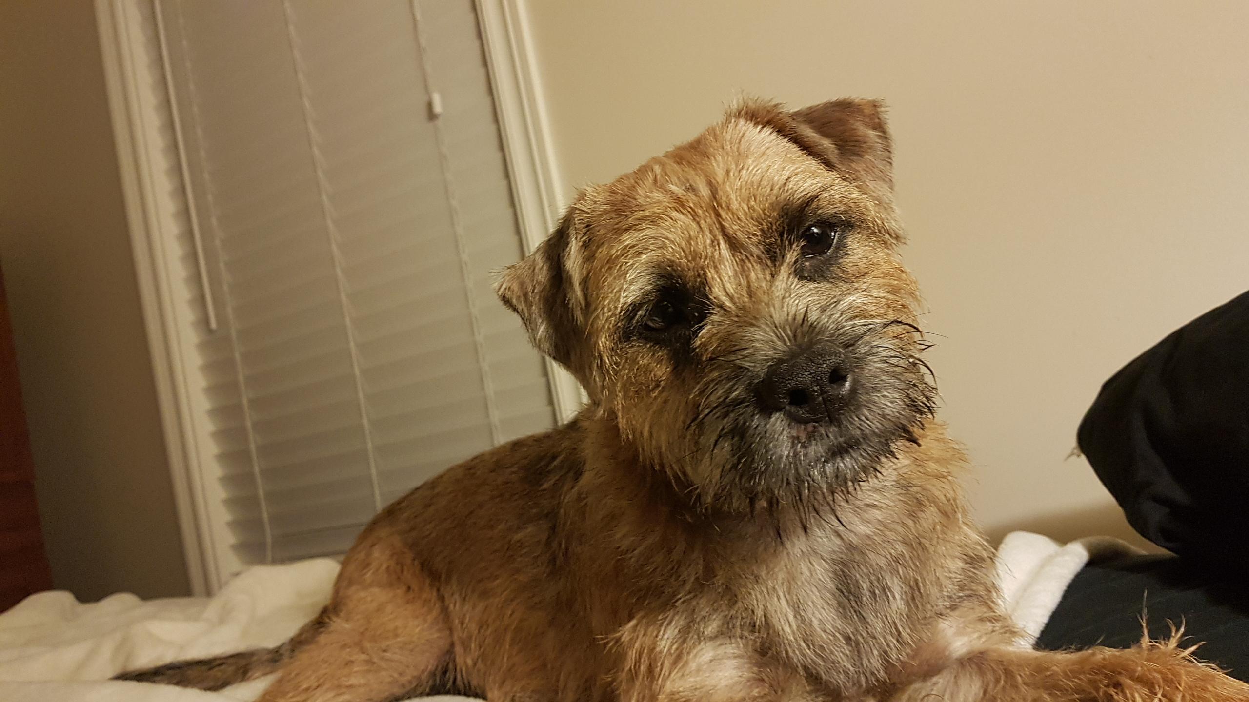 Border terriers are the best looking terriers. r/BorderTerrier