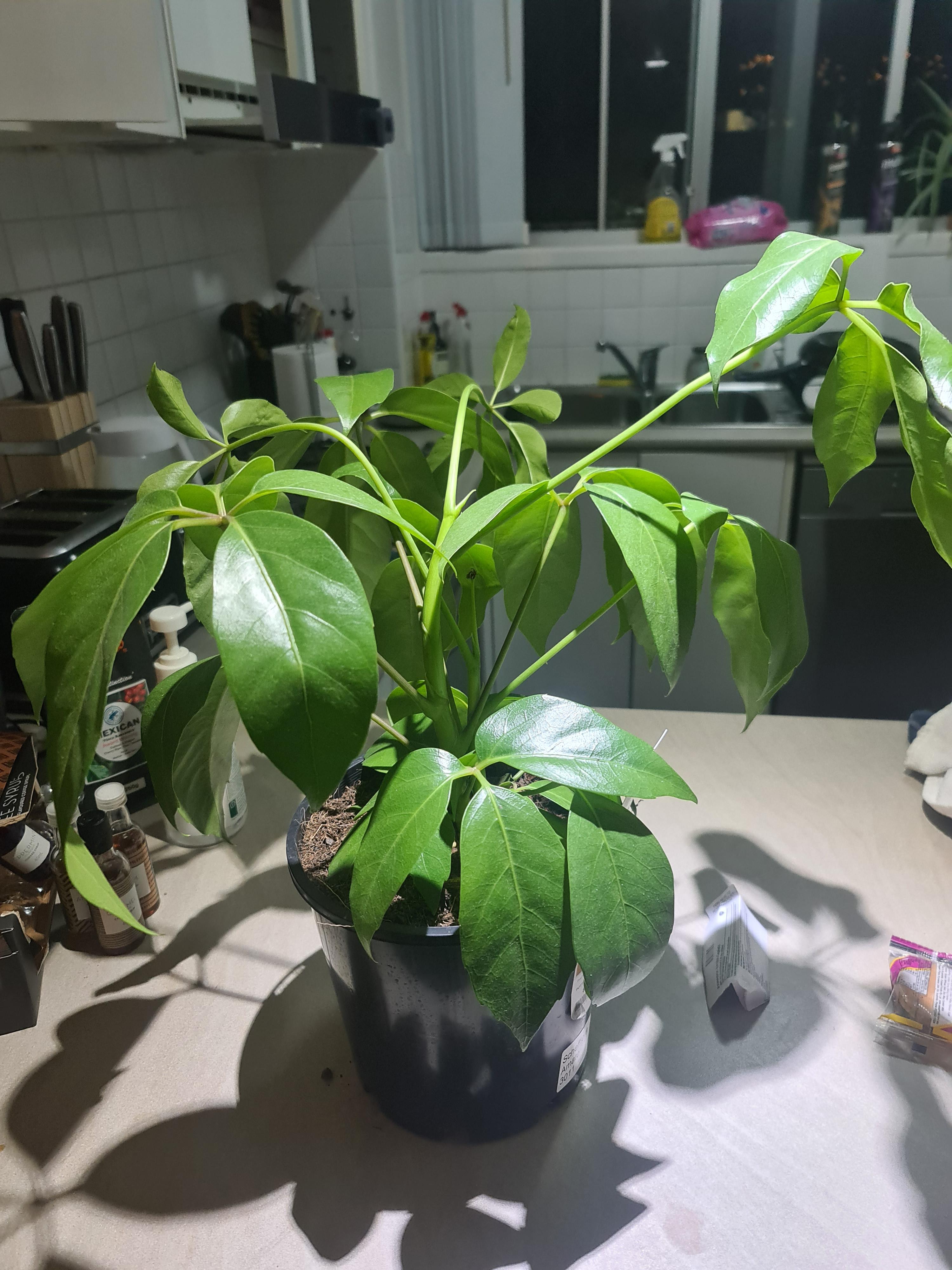 Droopy Umbrella Plant (Schefflera) r/plantclinic