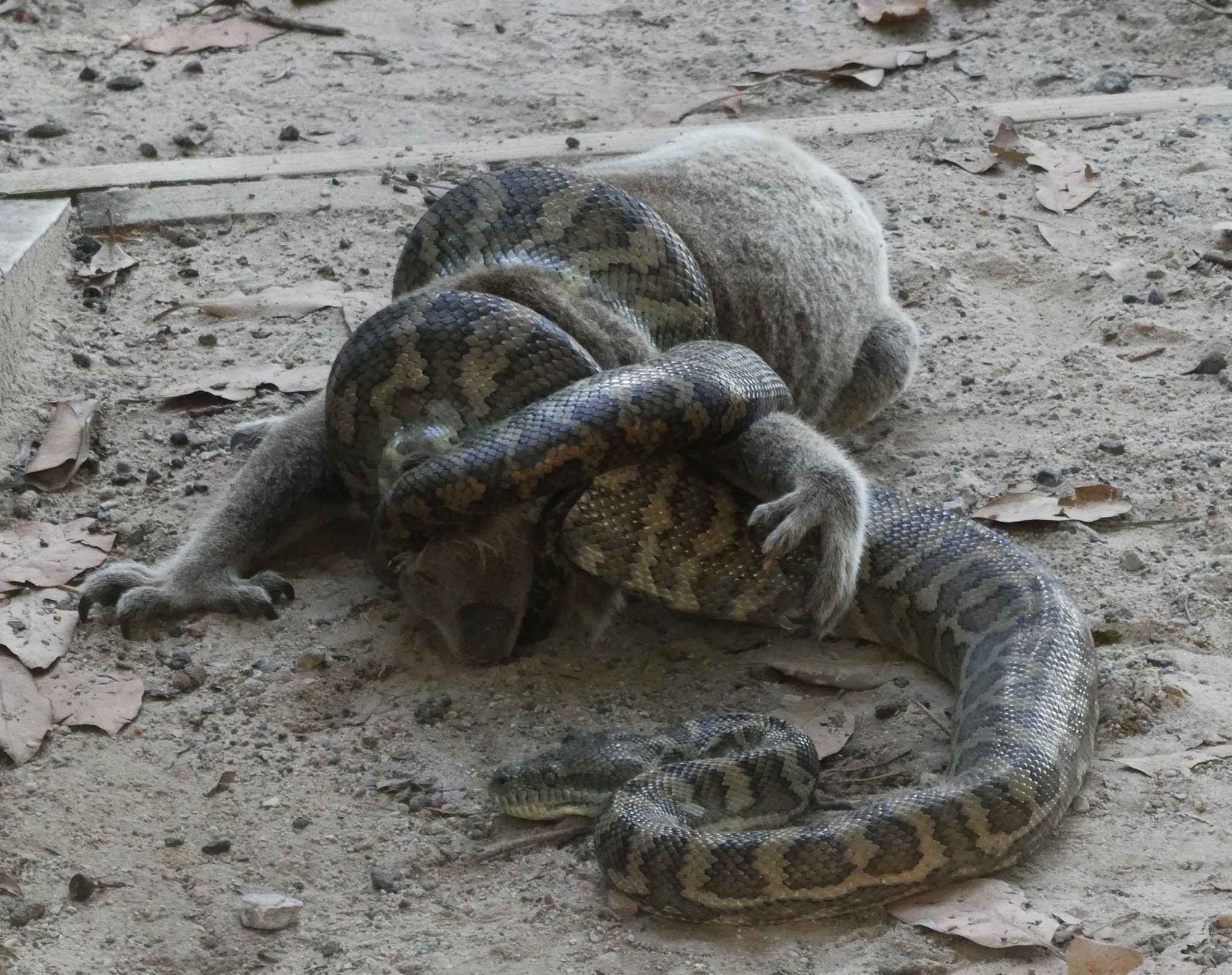 Carpet pythons have been identified as the secondbiggest predator of
