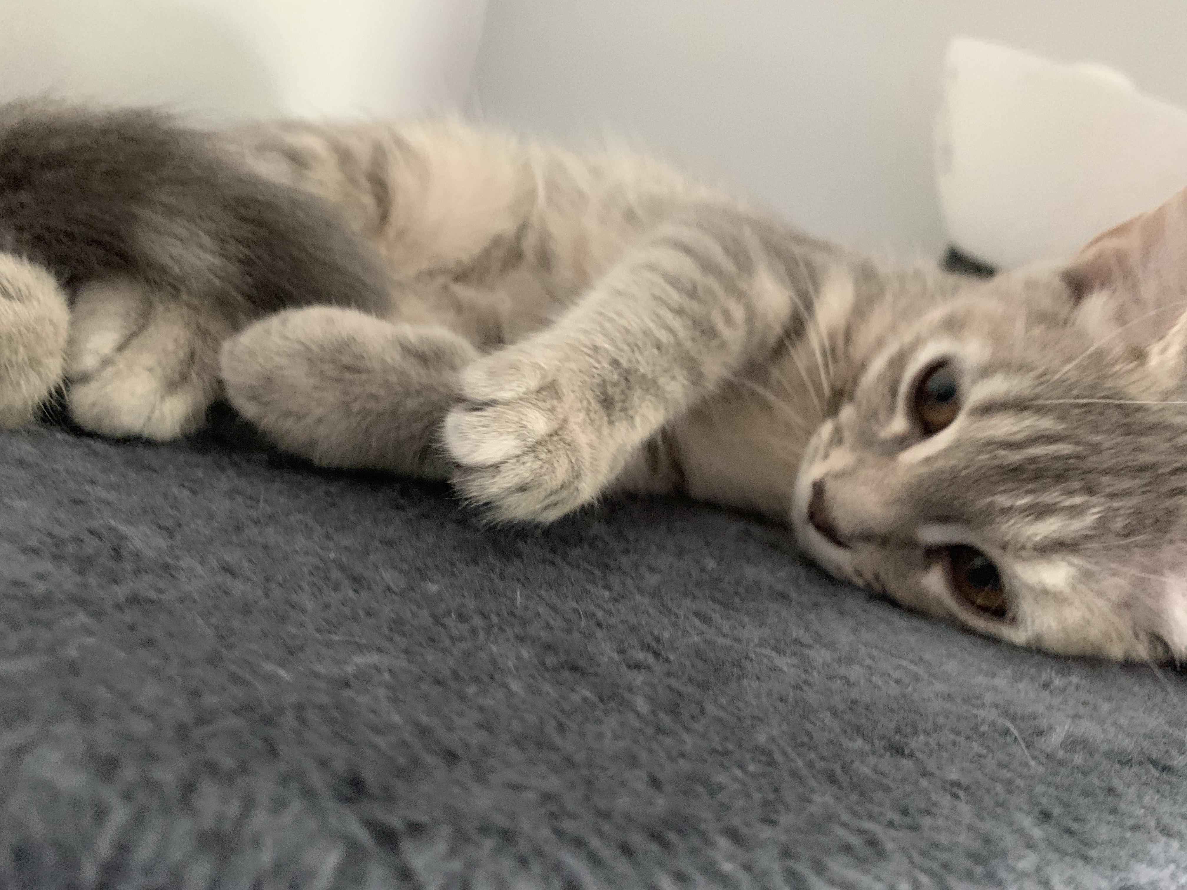 Cuteness intensifies when she lays on her side r/cats