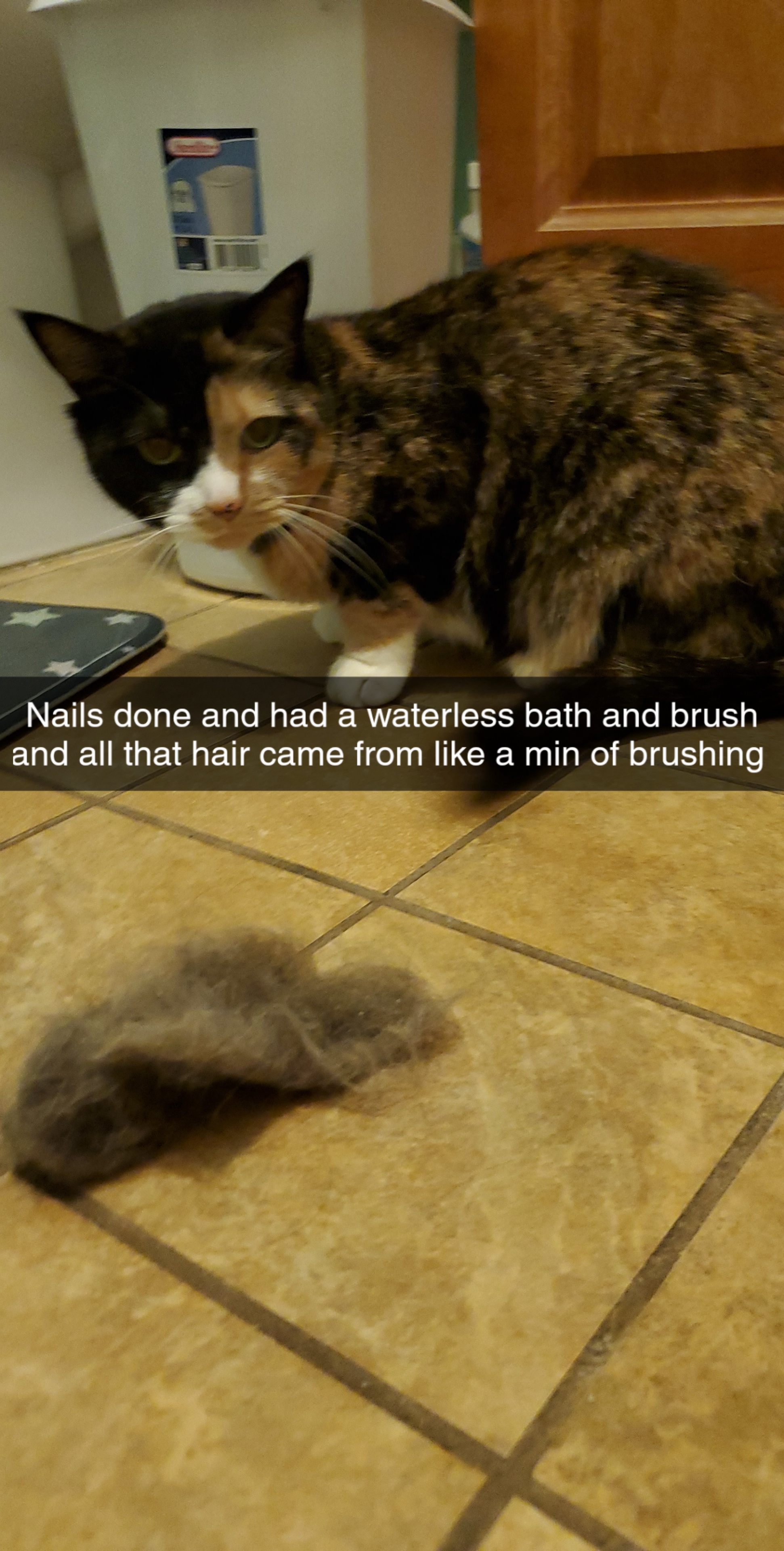 The next time someone asks me why are cat groomers a thing I thought