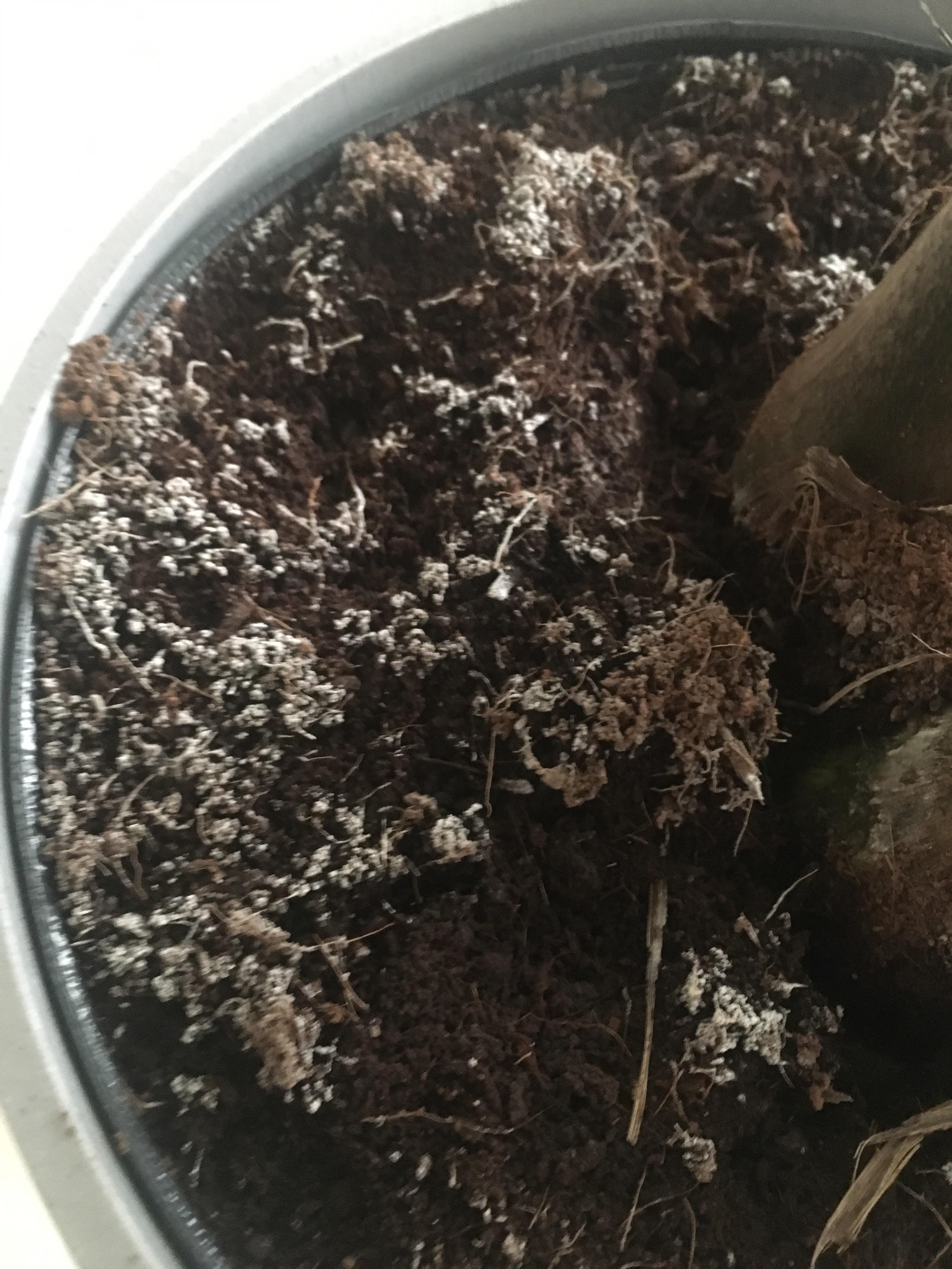 Is my palm tree okay? I noticed this white stuff starting to appear on