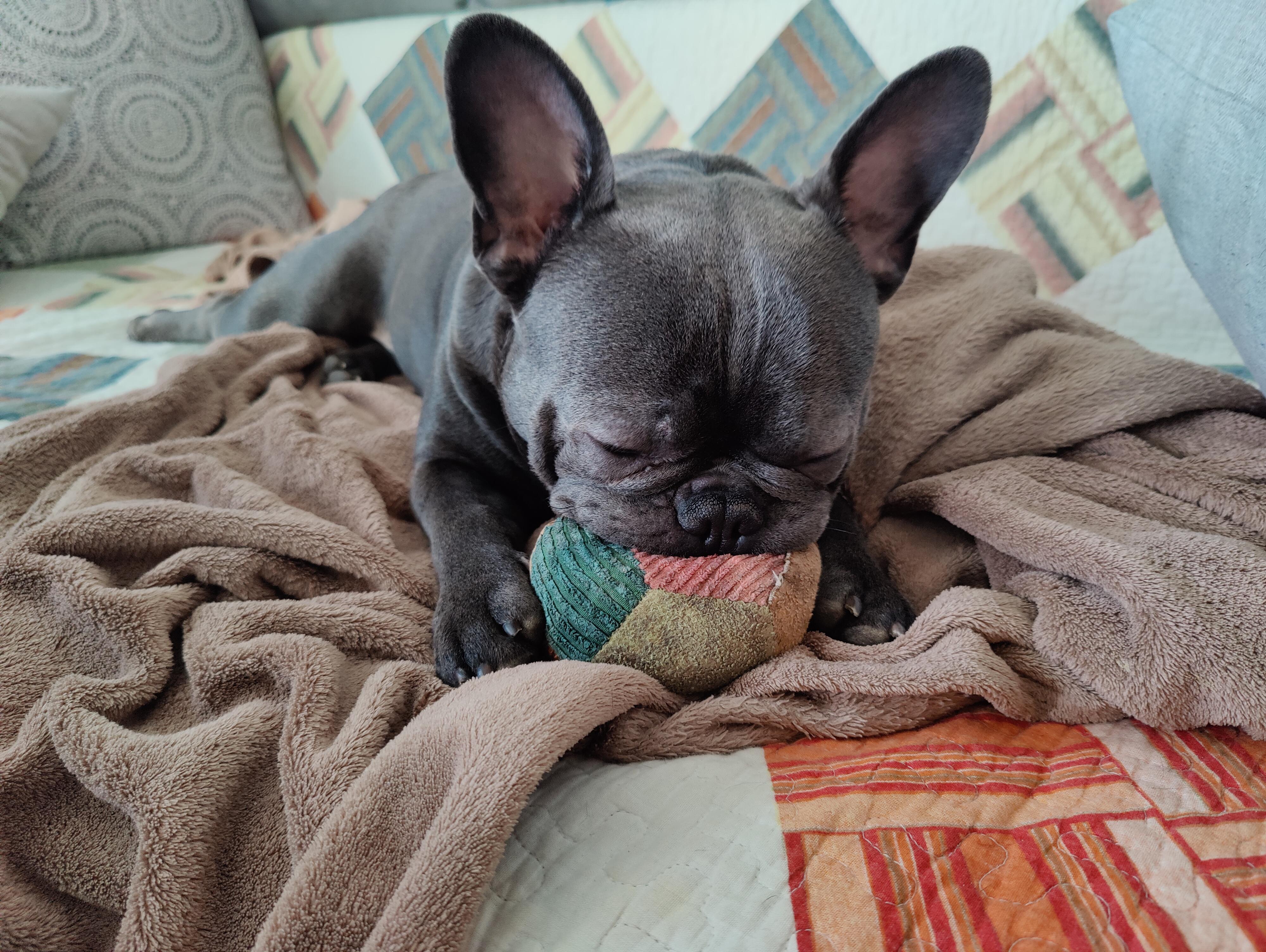 Are anyone elses frenchies sucking theirs plush toys? r/Frenchbulldogs