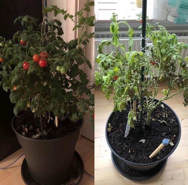 Advice needed on dying tomato plant. Pics taken two weeks apart. r