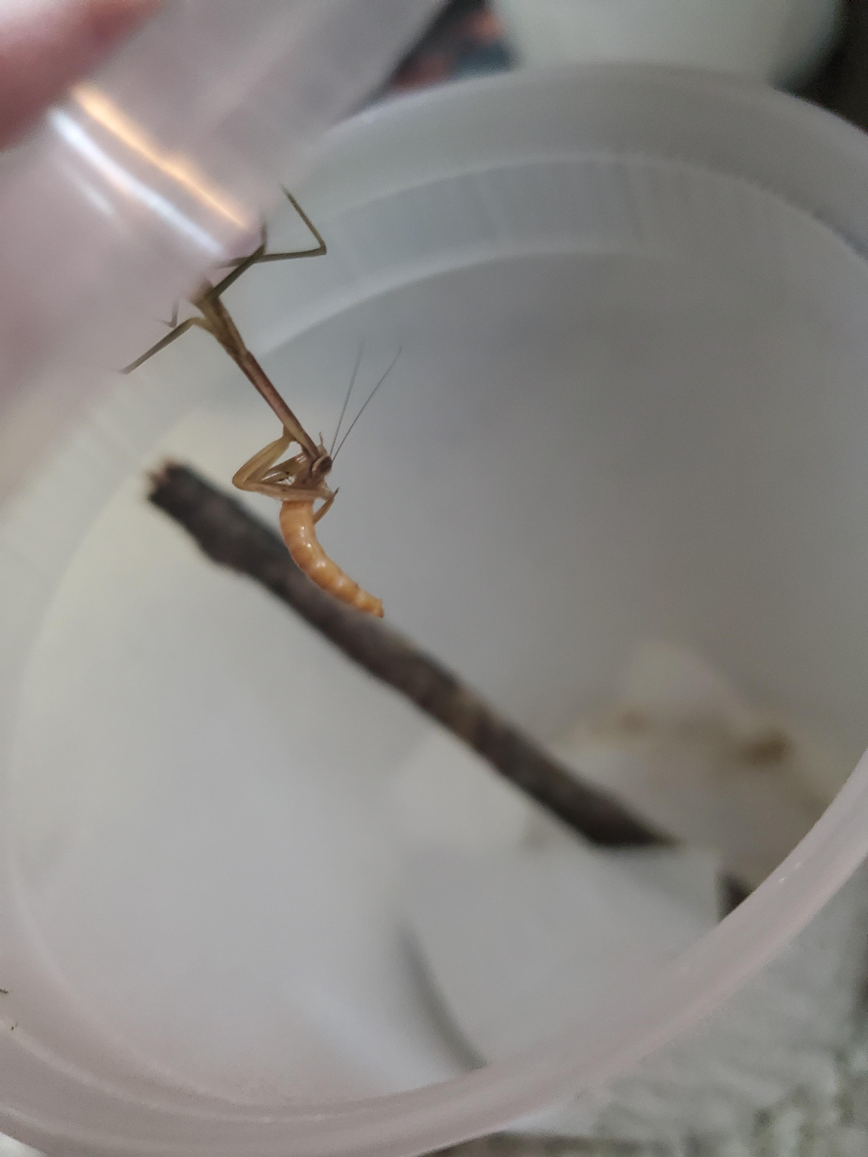 One of my baby's first mealworm 🥺 r/mantids