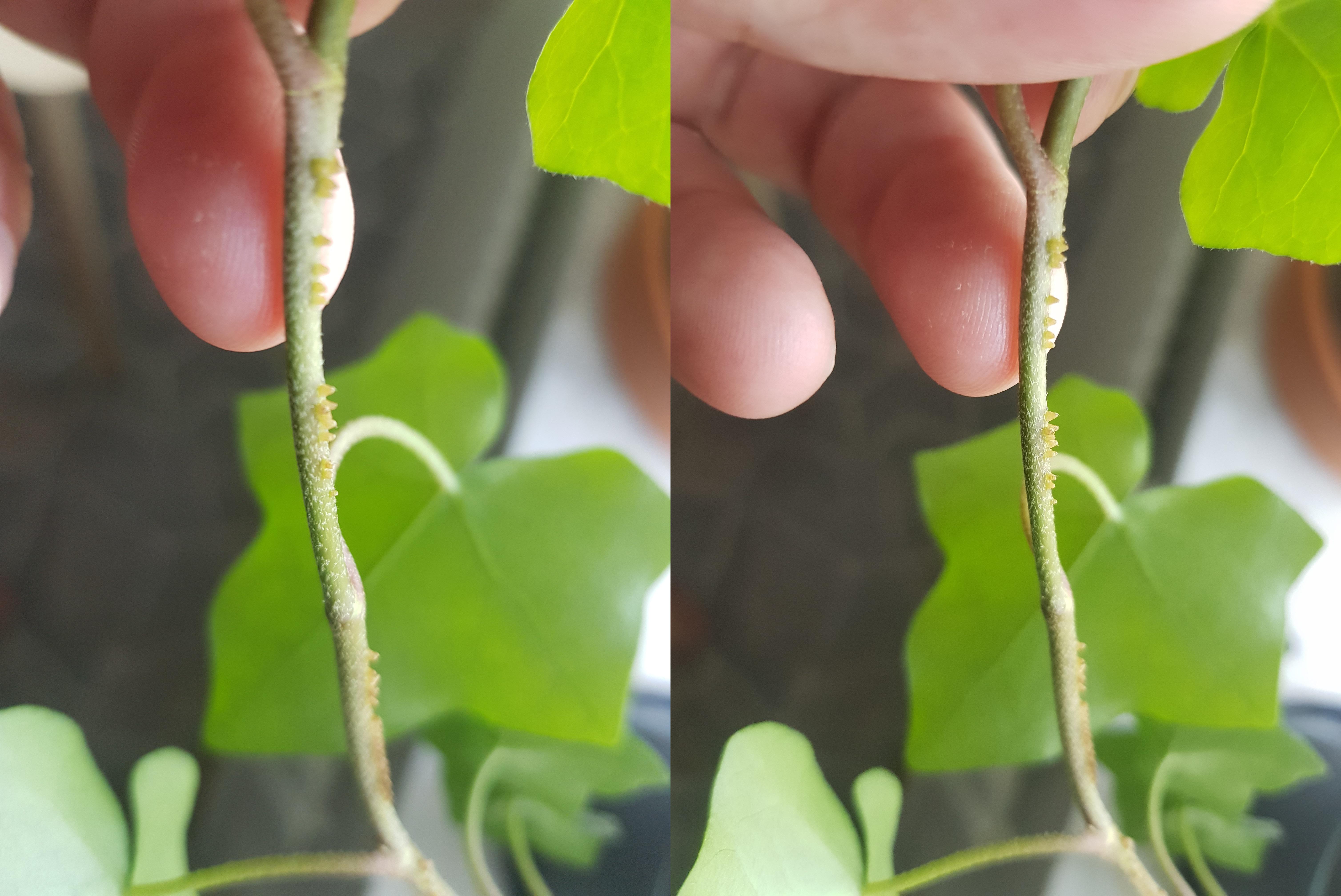 What are these bumps on the vine of my common ivy (Hedera