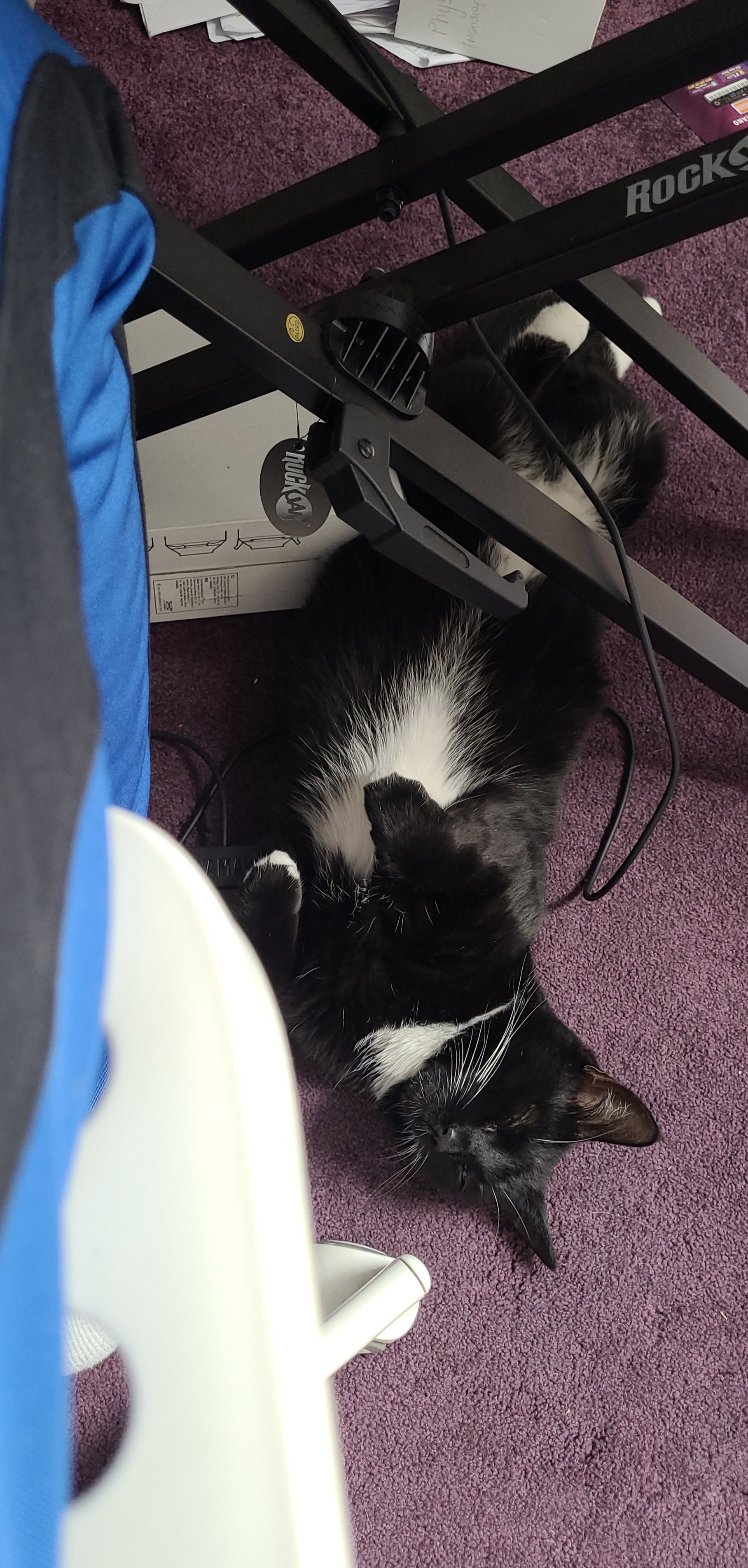 this is my 3 year old cat, coco. she does this often. r/cats