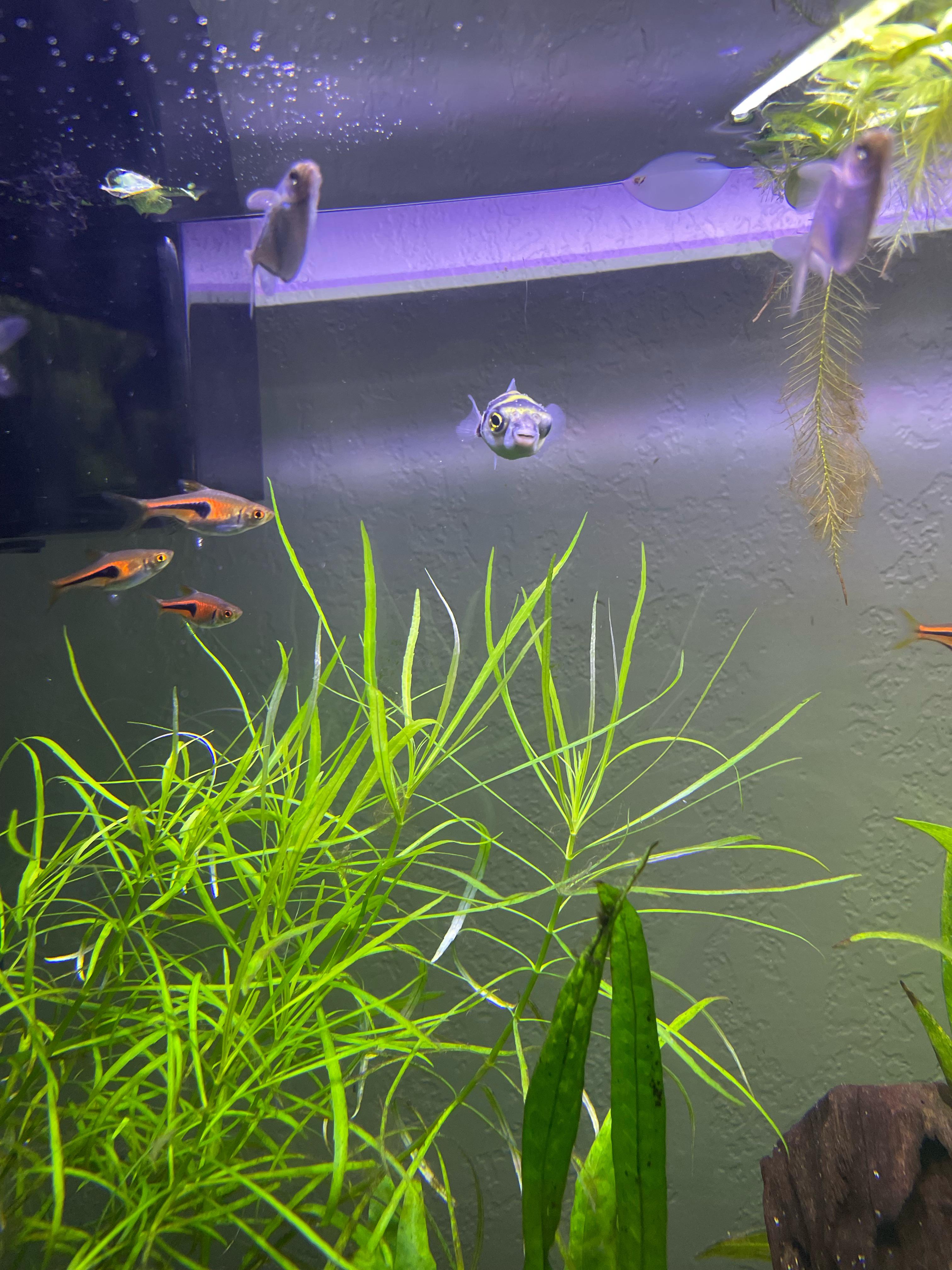 I have a new Amazon Puffer in a community tank. Need diet advice. r/Puffers