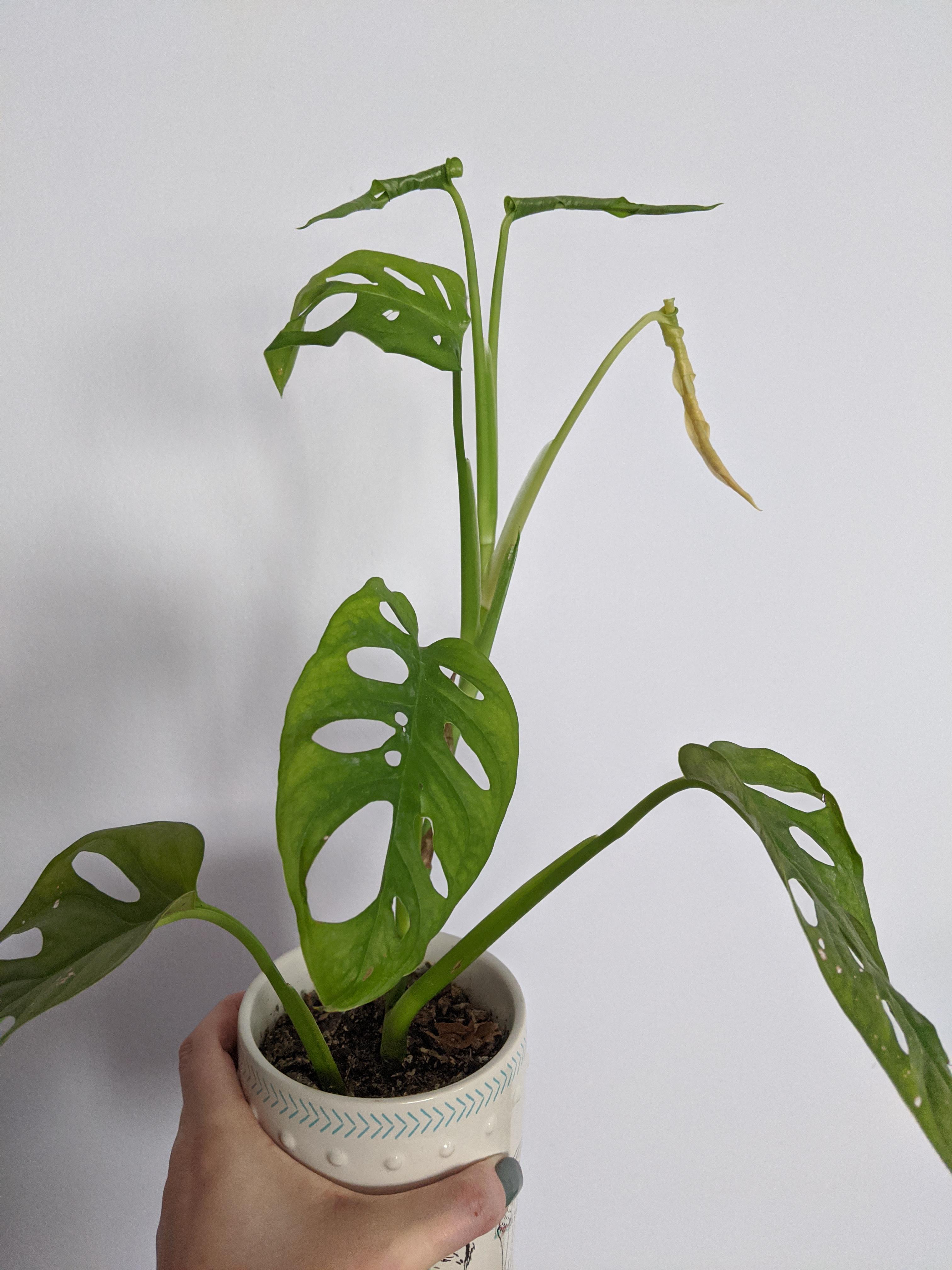 My swiss cheese plant started to unfurl three new leaves in the last