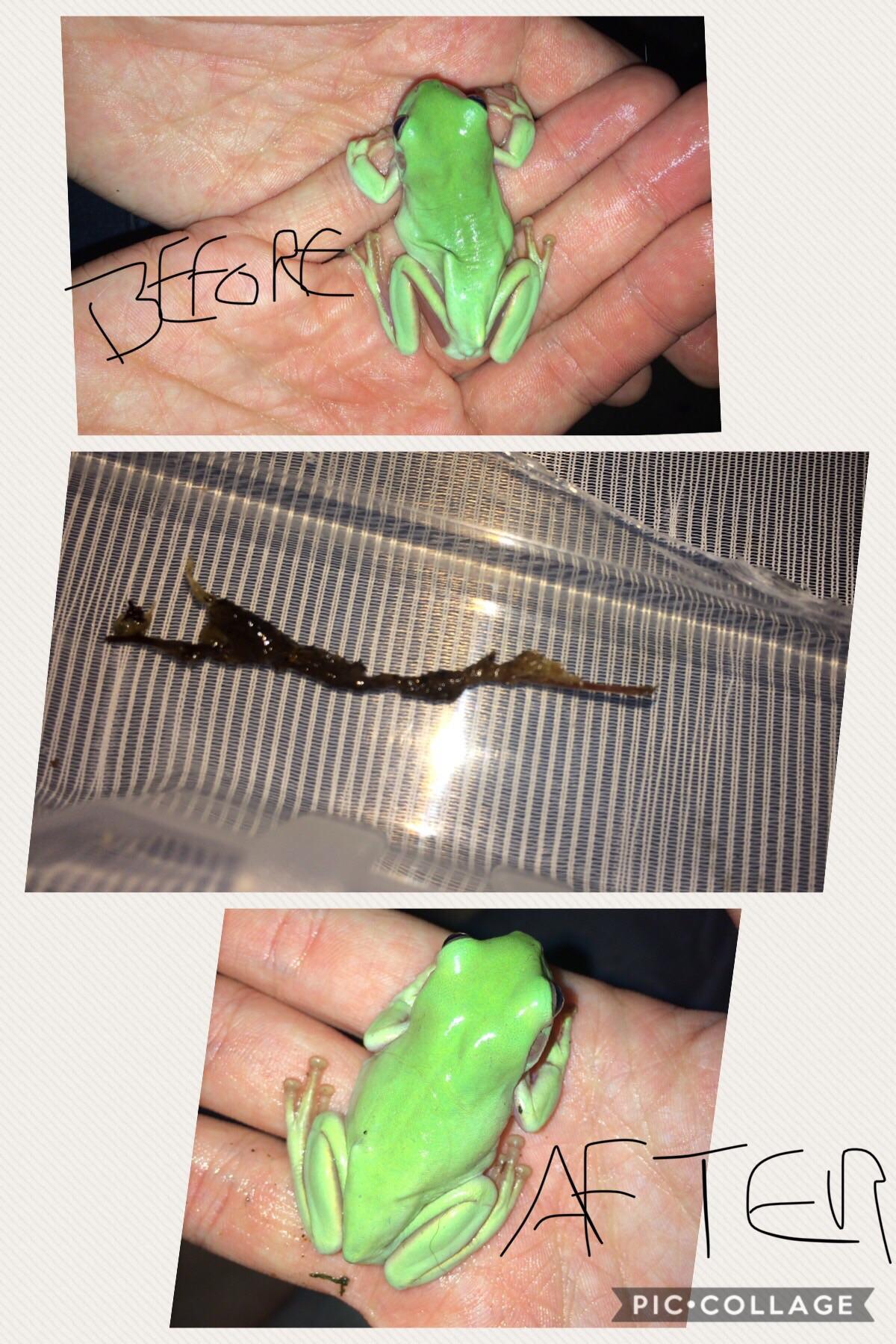 Today I made a post about my Sick frog I was worried it broke a bone as