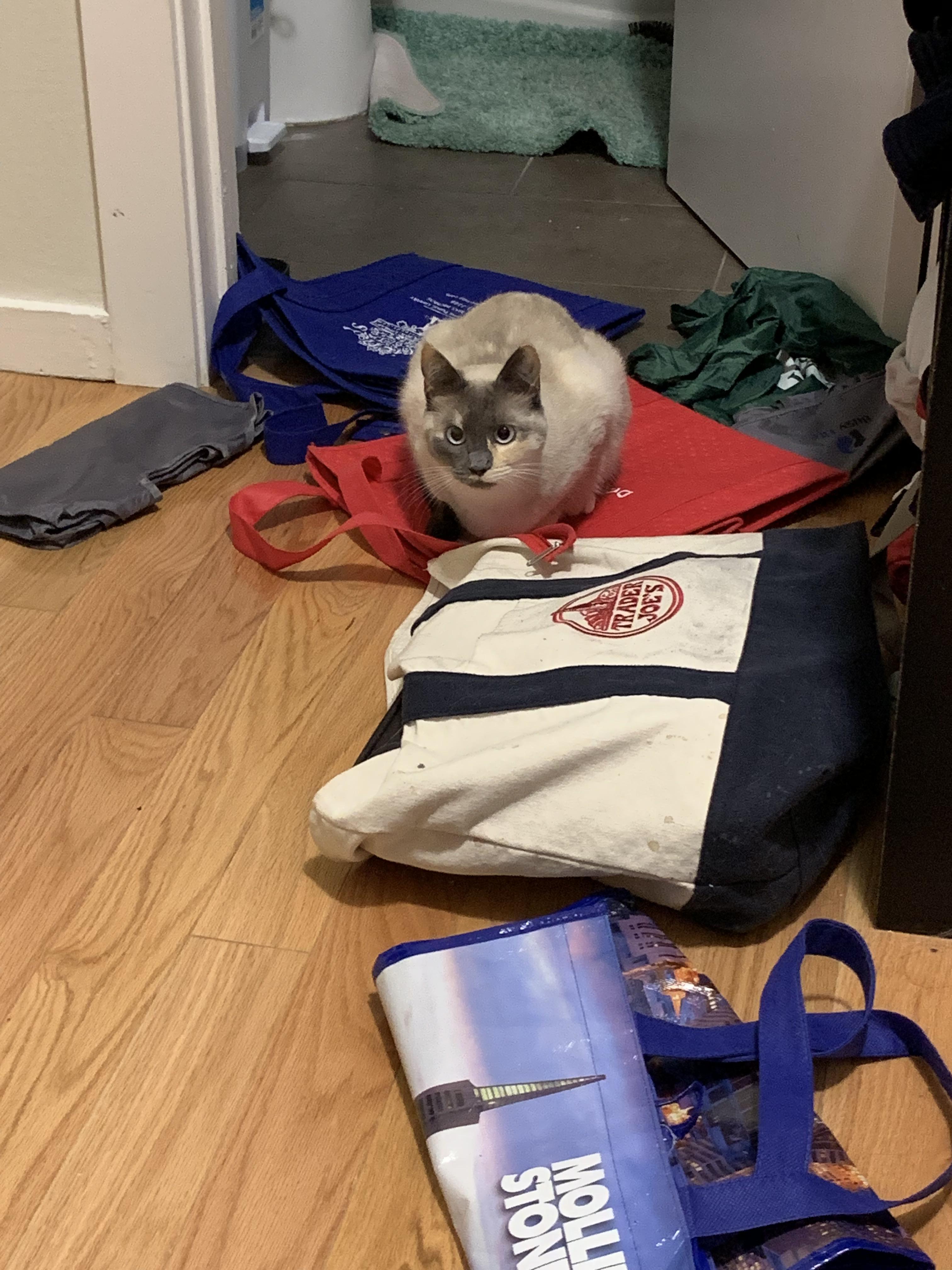 She likes to pull all the nicely folded bags off the shelf