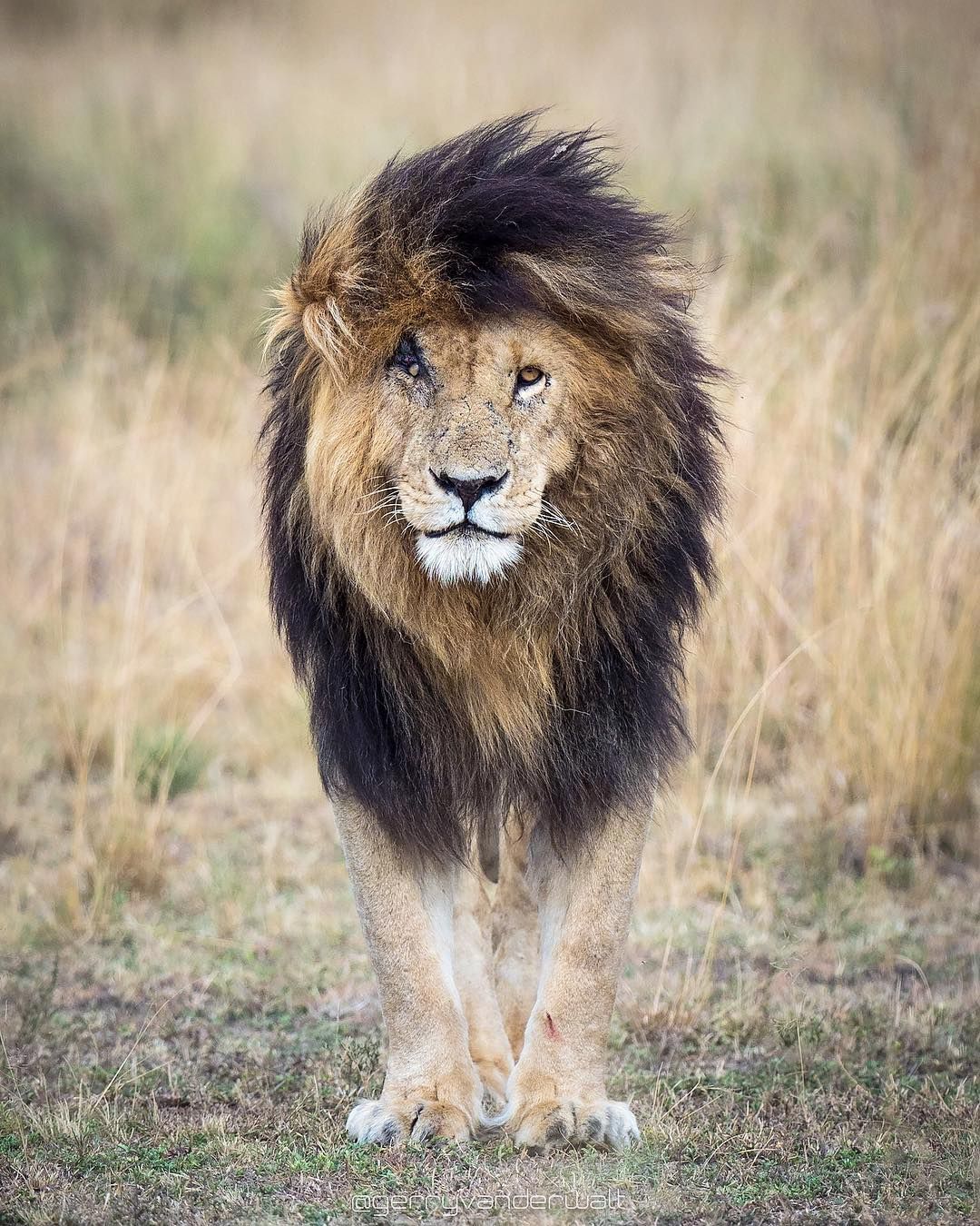 This battle scarred and metal looking lion looks like the real life