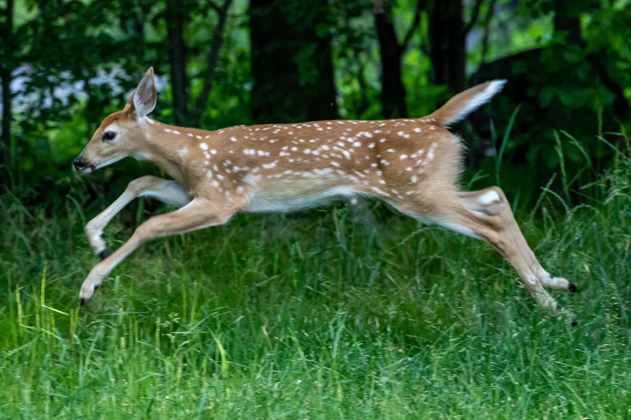Are static Zoomies Okay? Puppy deer caught mid zoomie running around