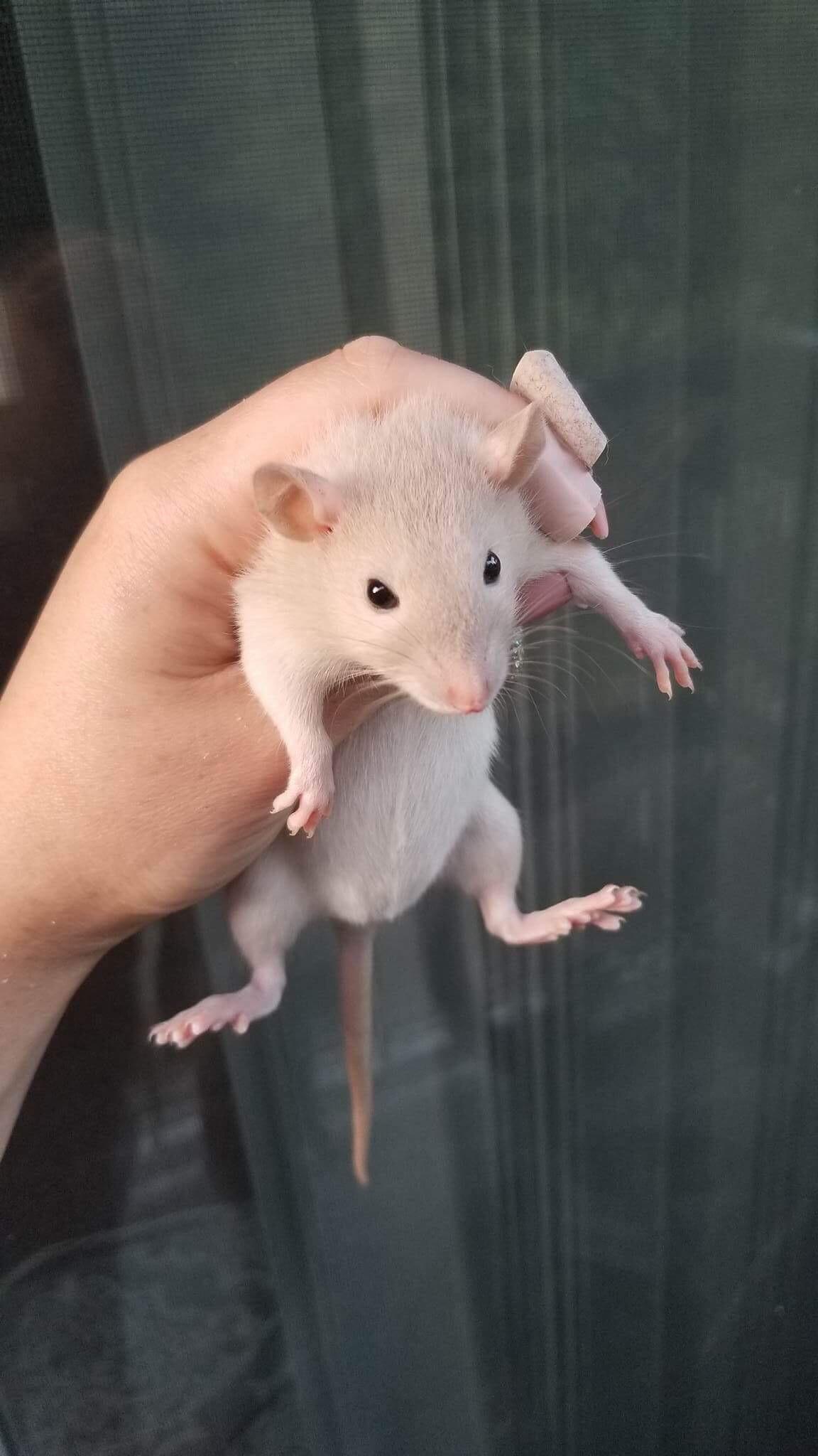 Picked up our new Siamese rat from the breeder. Her name is Mollie. r