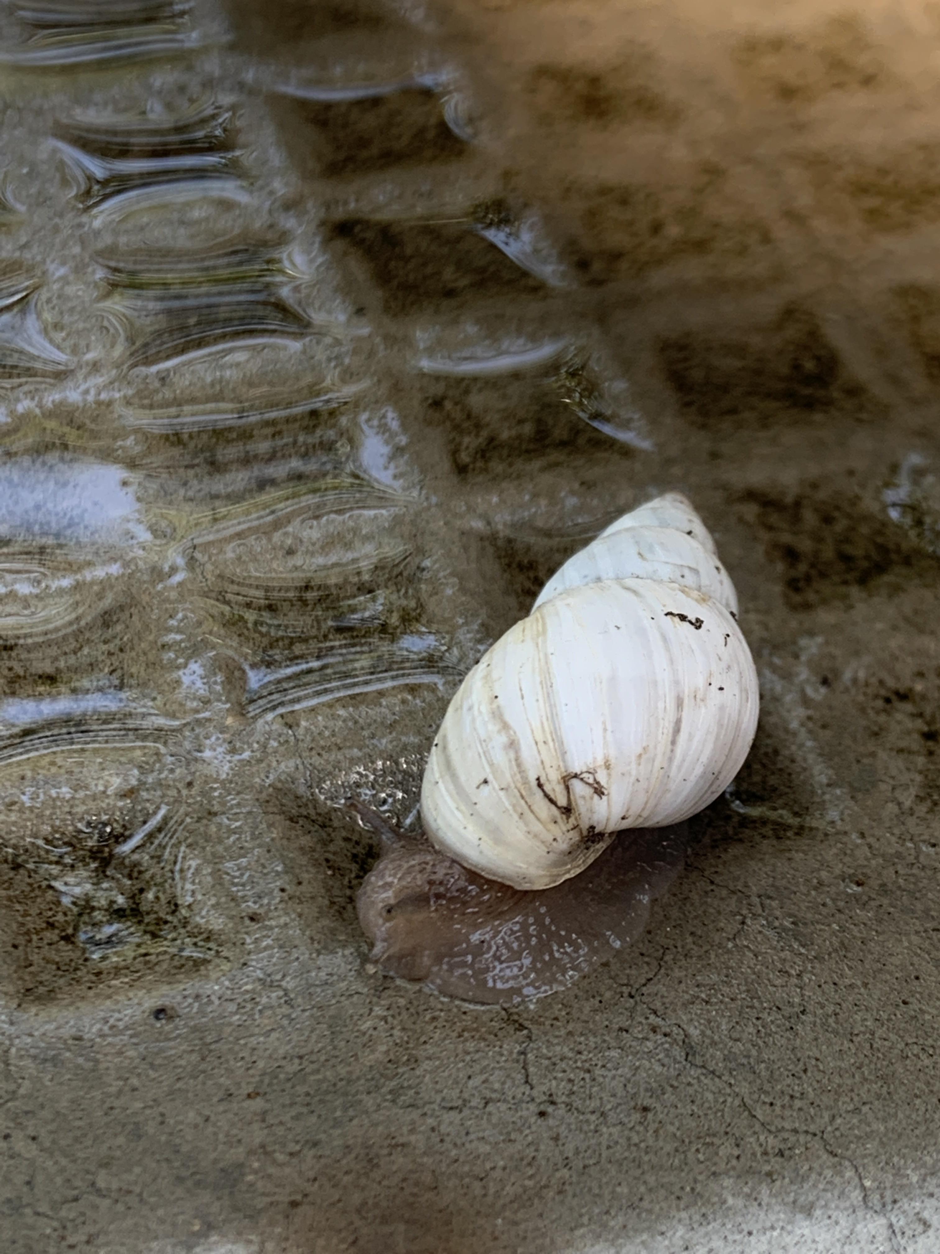 Anyone know what kinda snail this is? Found in San Antonio,Texas