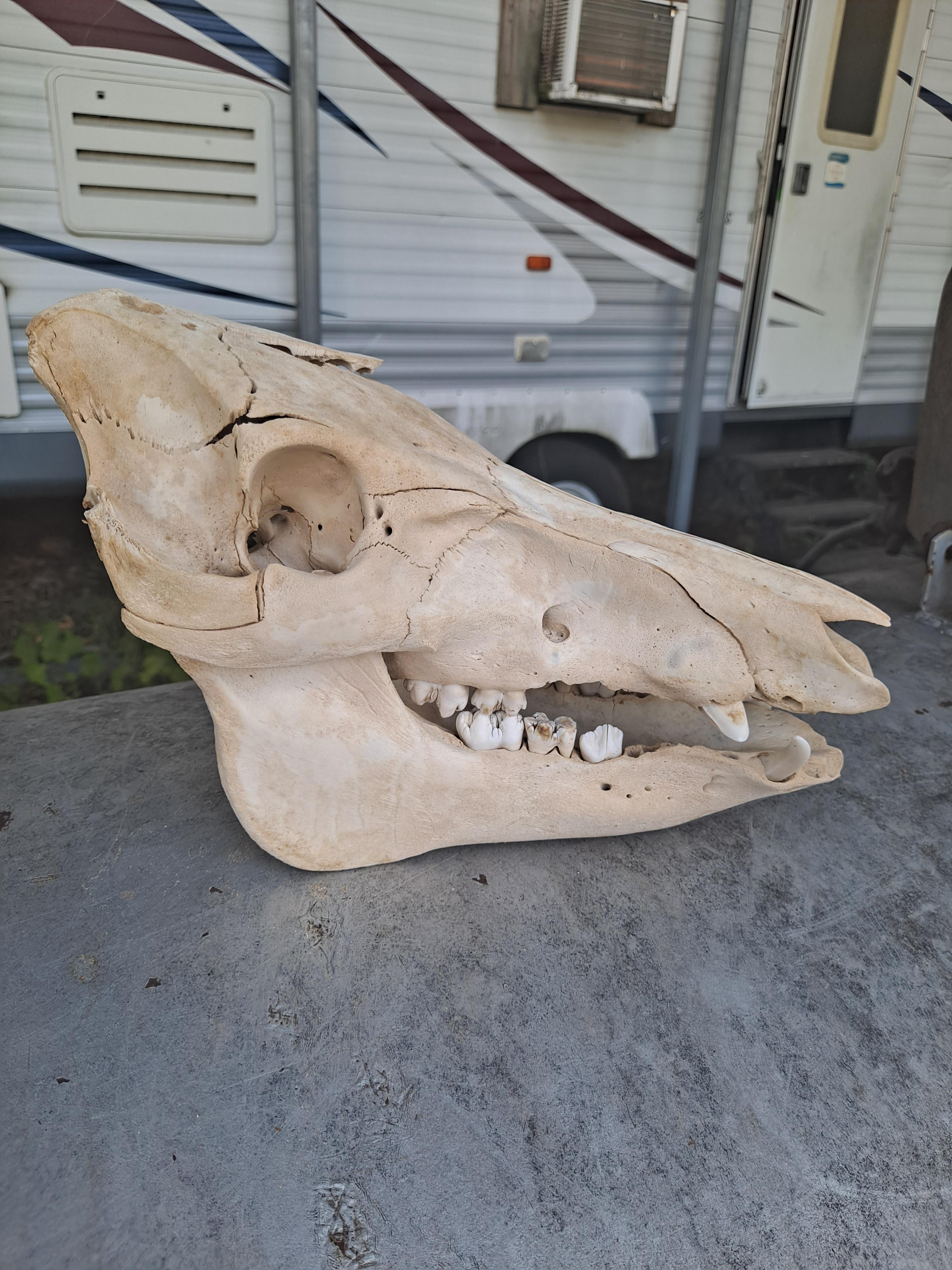 finished soaking the wild hog skull I found r/vultureculture