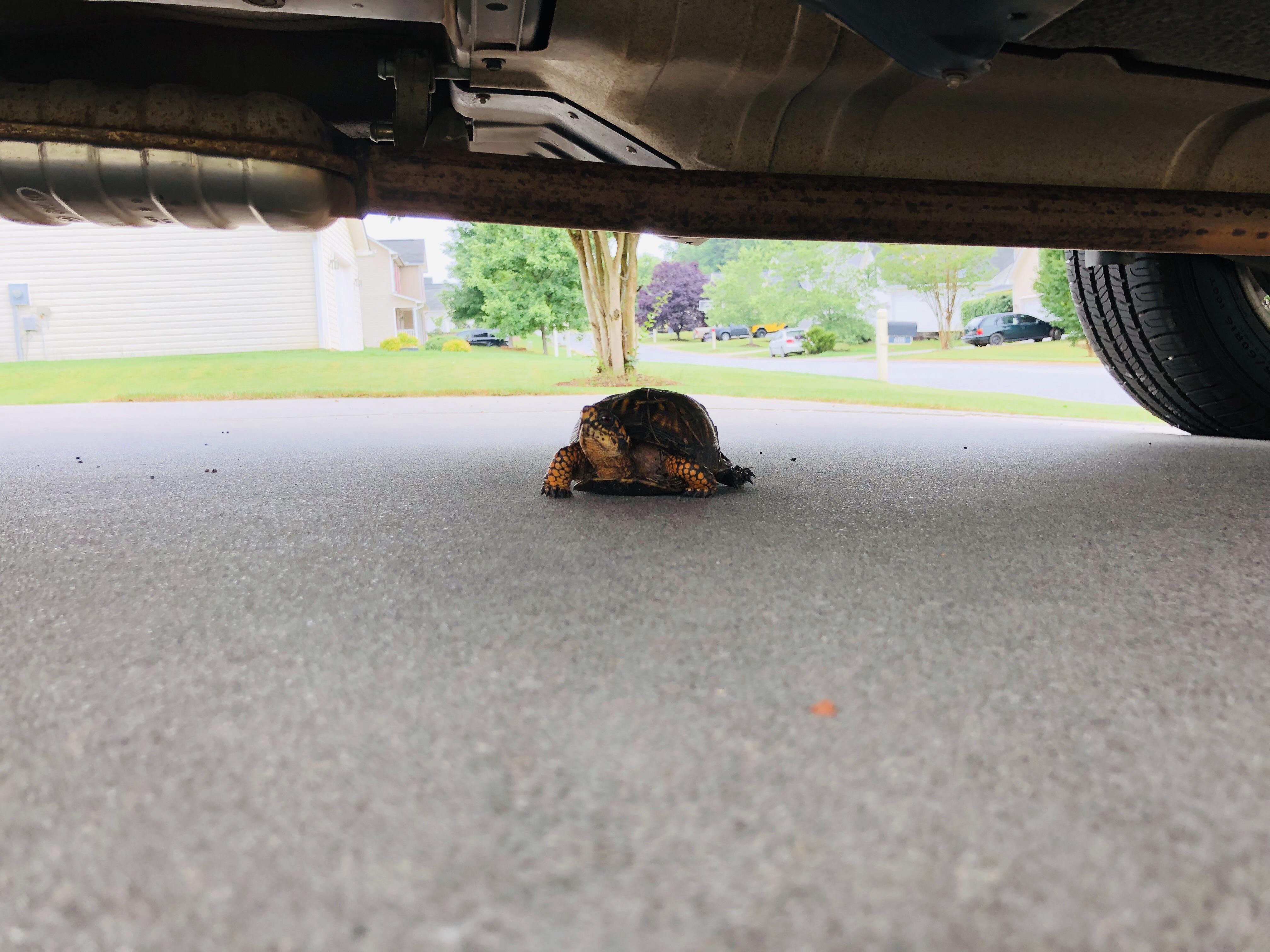I’ve always heard to check for cats under your car, but I wasn’t