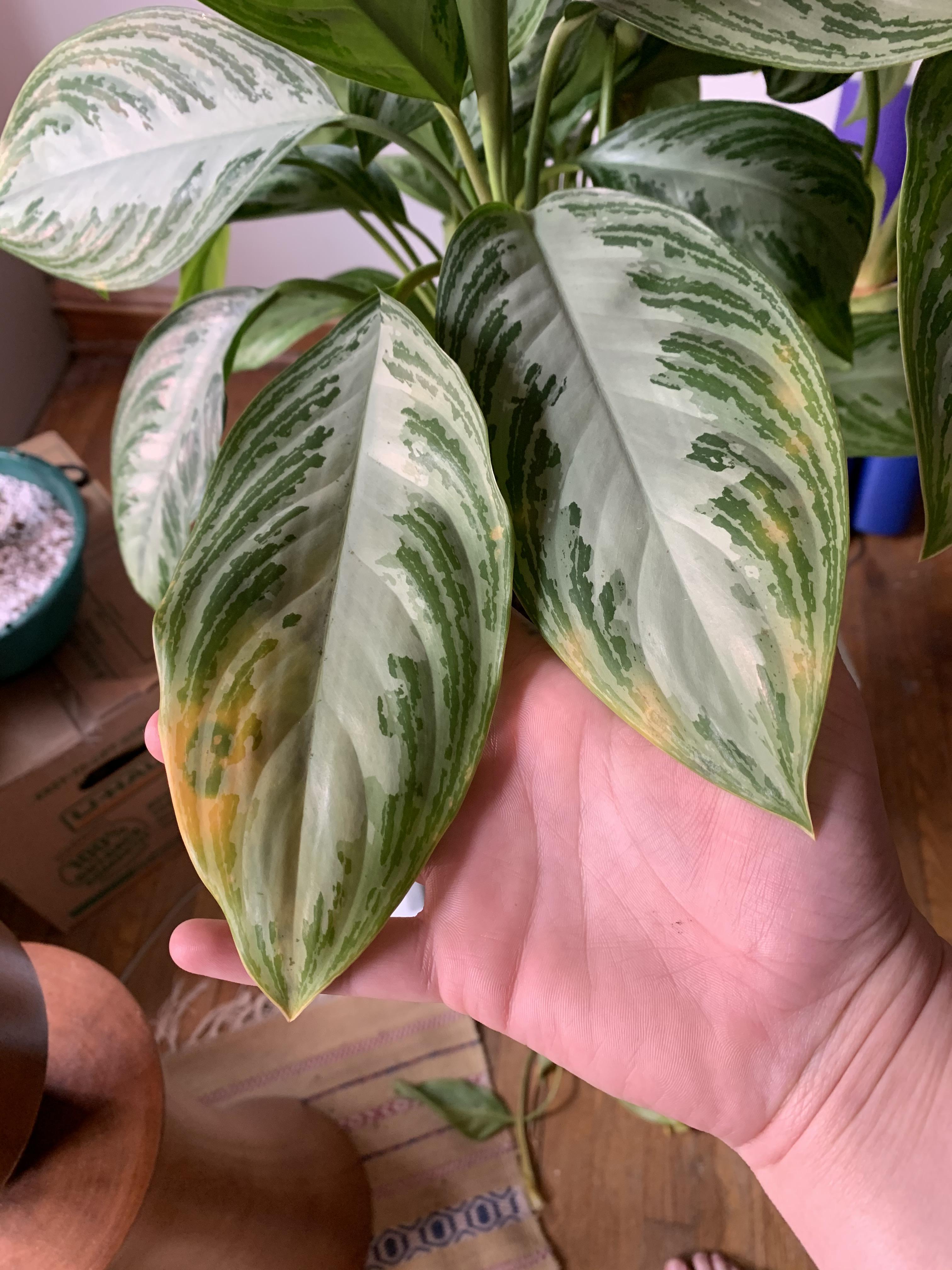 Yellow spotting on my chinese evergreen! There are new leaves unfurling