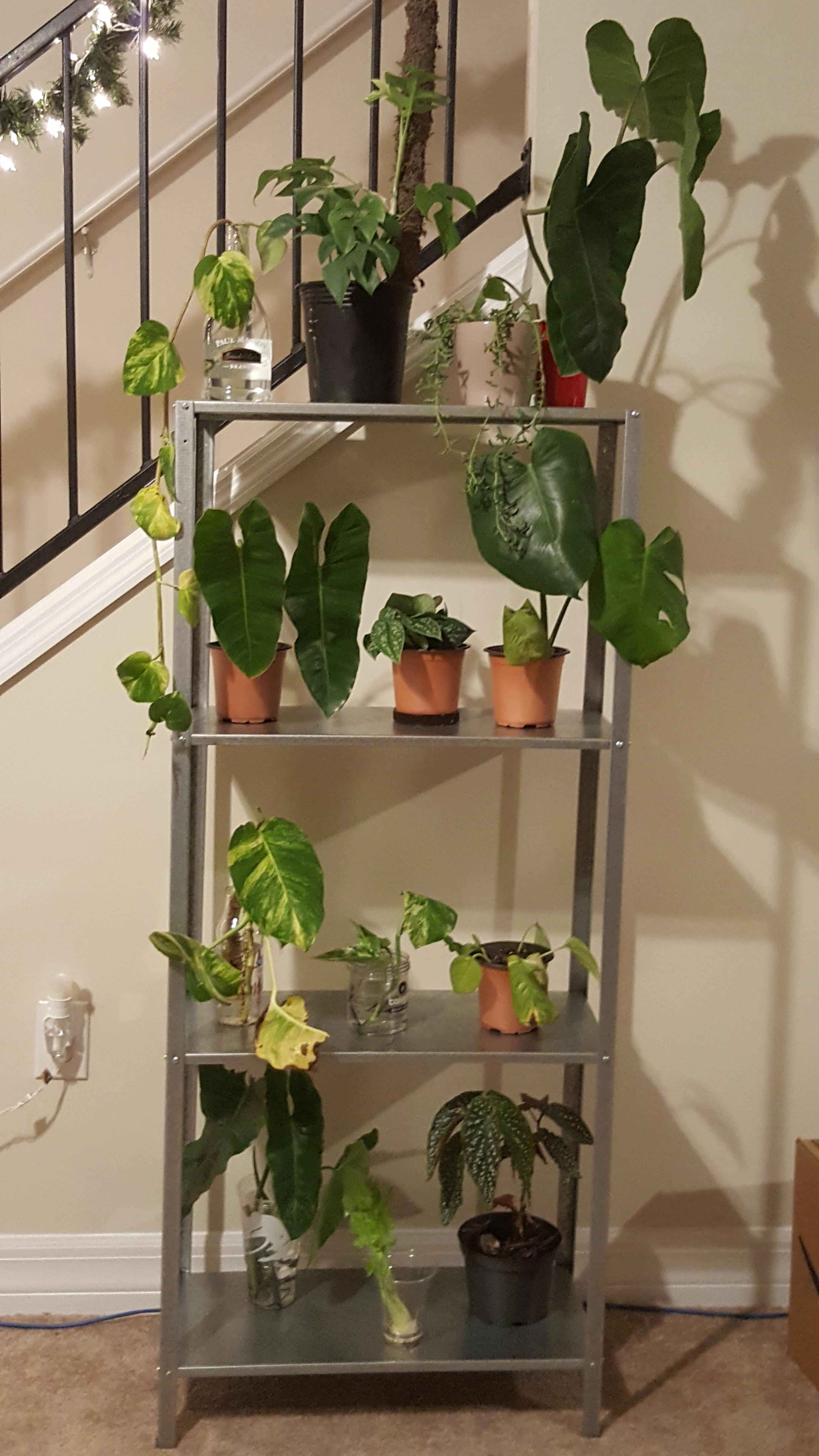 New Plant Rack from Ikea! r/houseplants