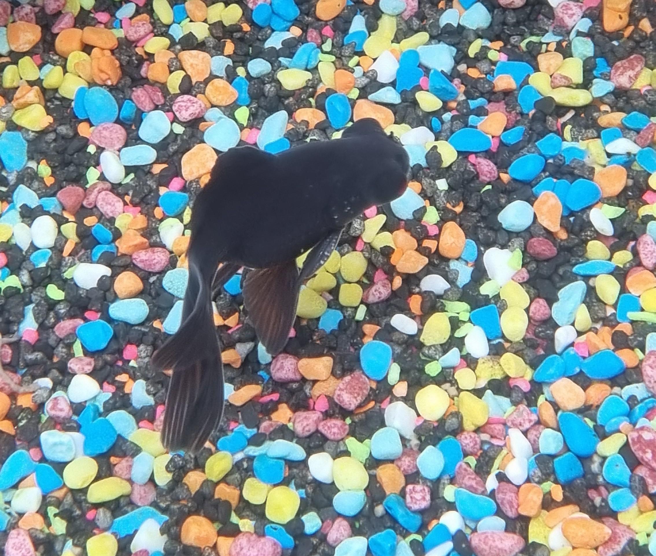 What the white spots on my black moor r/aquarium