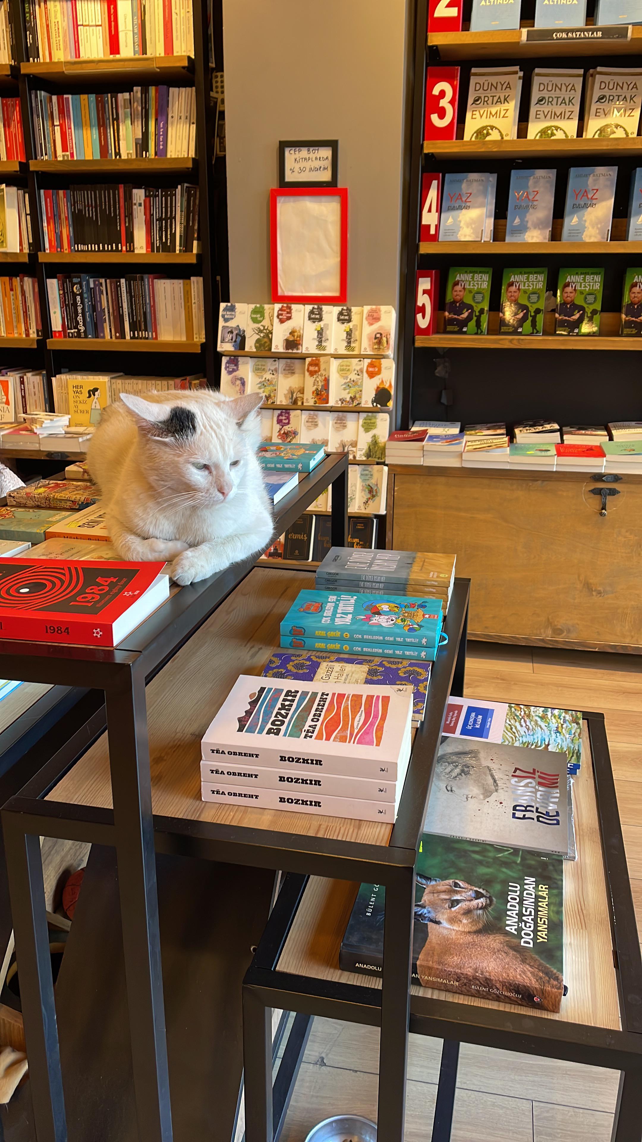 Istanbul bookstore cat landing : airplaneears