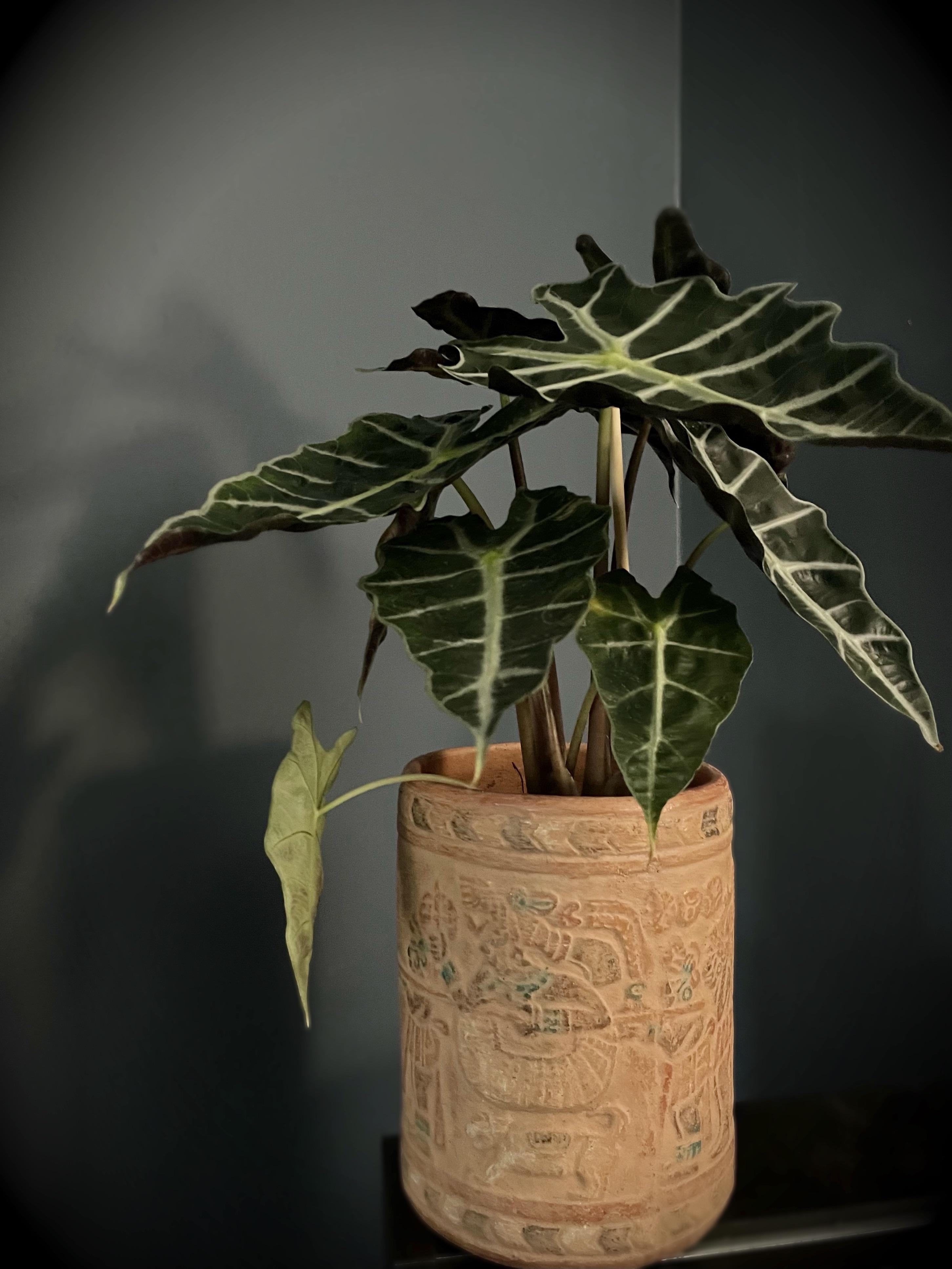 Wishlist plant + 6.99 planter from Goodwill = happiness r/houseplants