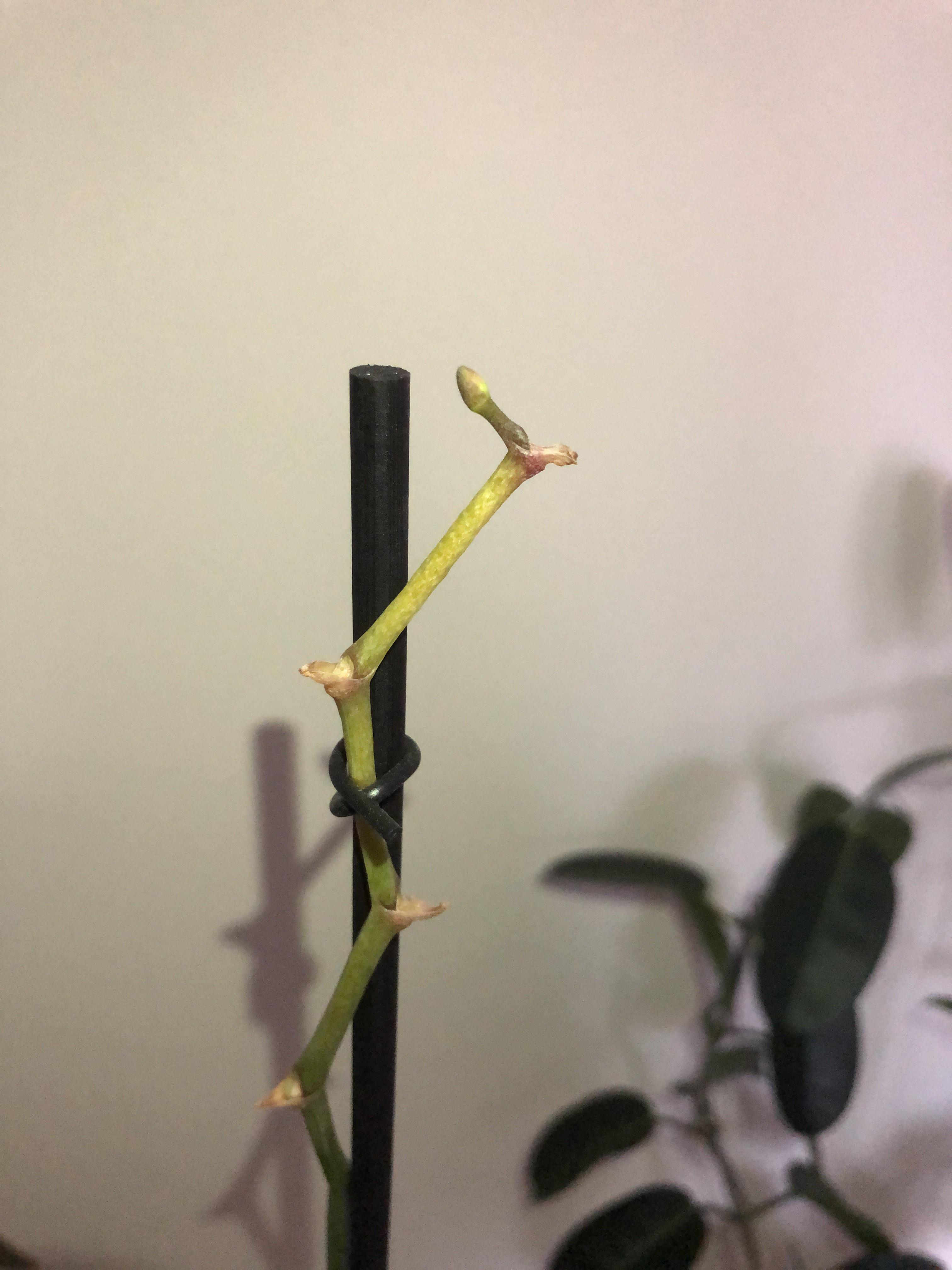 Is my orchid dying? Recently all the flowers fell off and the top of