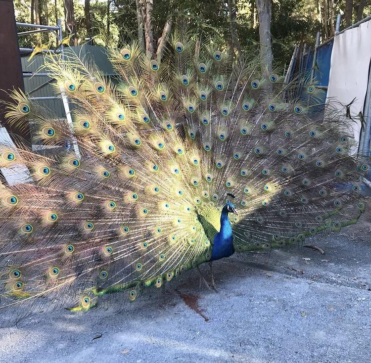 I took this photo working at Currumbin wildlife sanctuary… are peacocks Australian natives