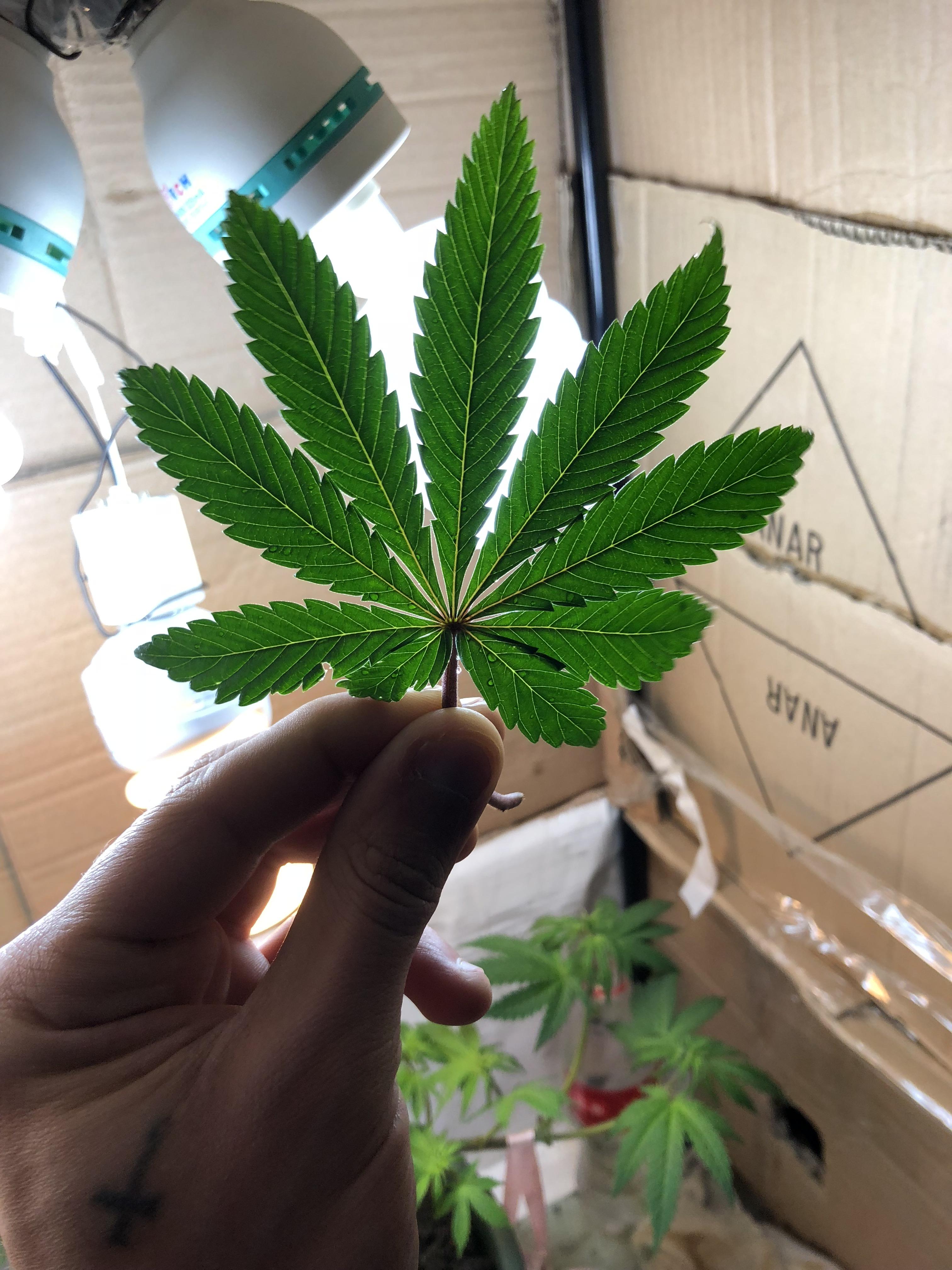 My fan leaf off of my first grow... bud leaves are so damn beautiful