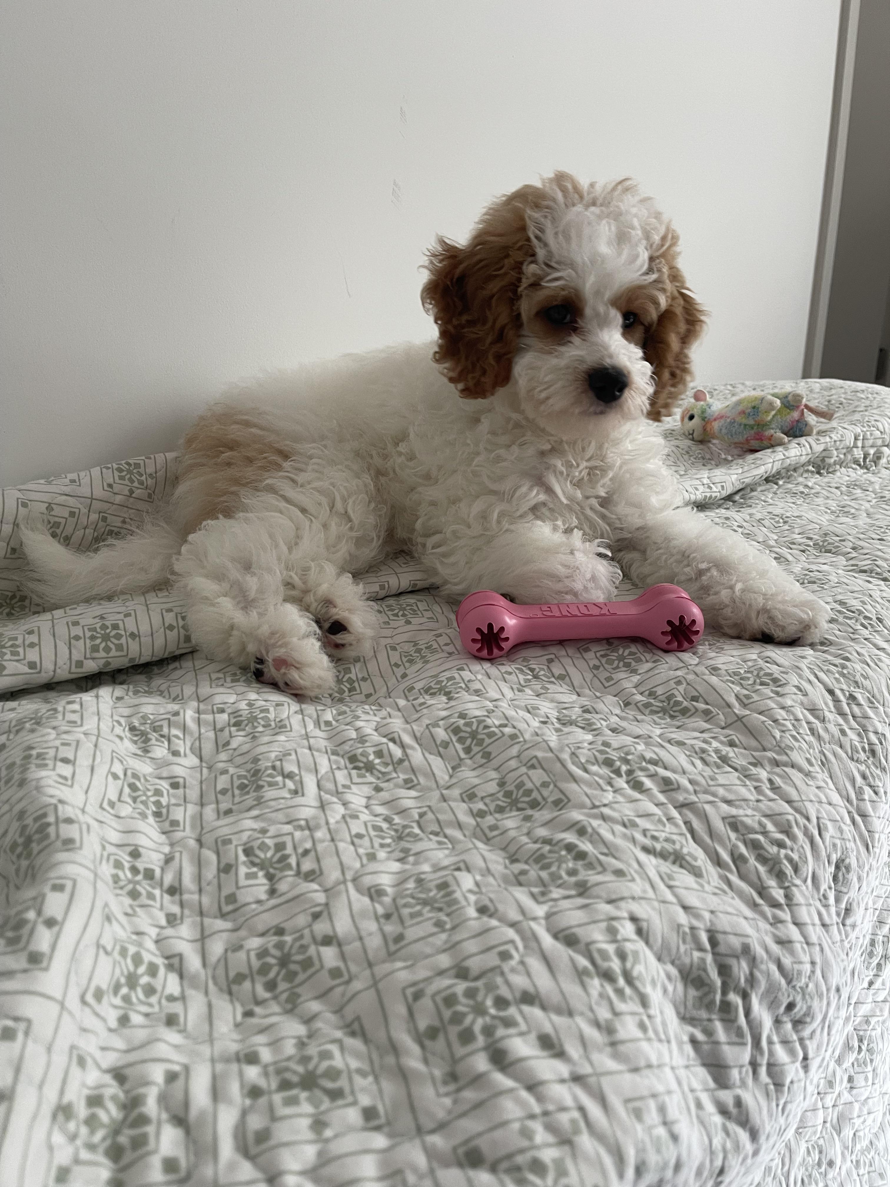 Insurance? Hello everyone I just got my first mini Bernedoodle f1b and