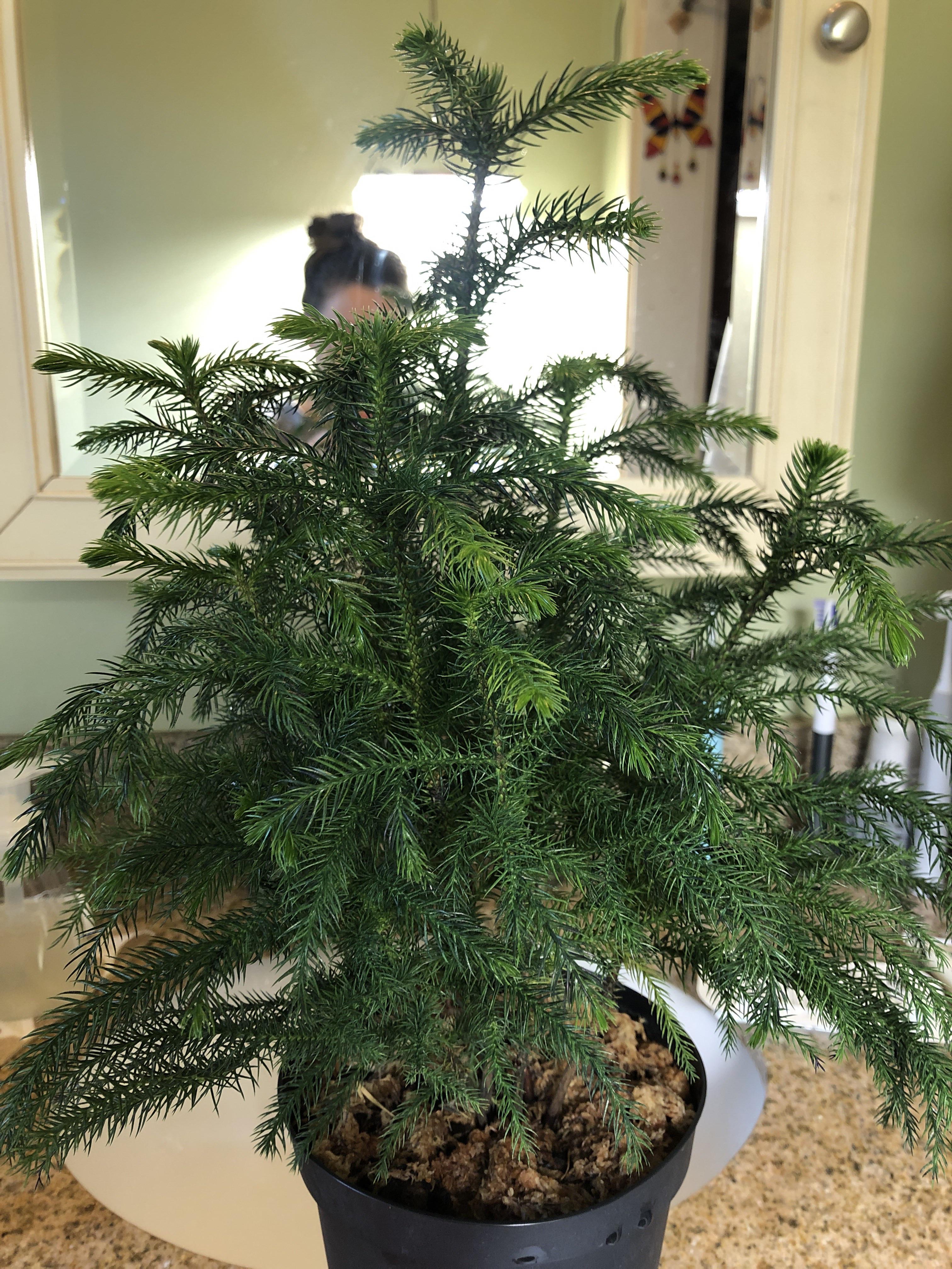 What is the best soil mixture to repot my Norfolk Pine in, I know then need fast drainage. This