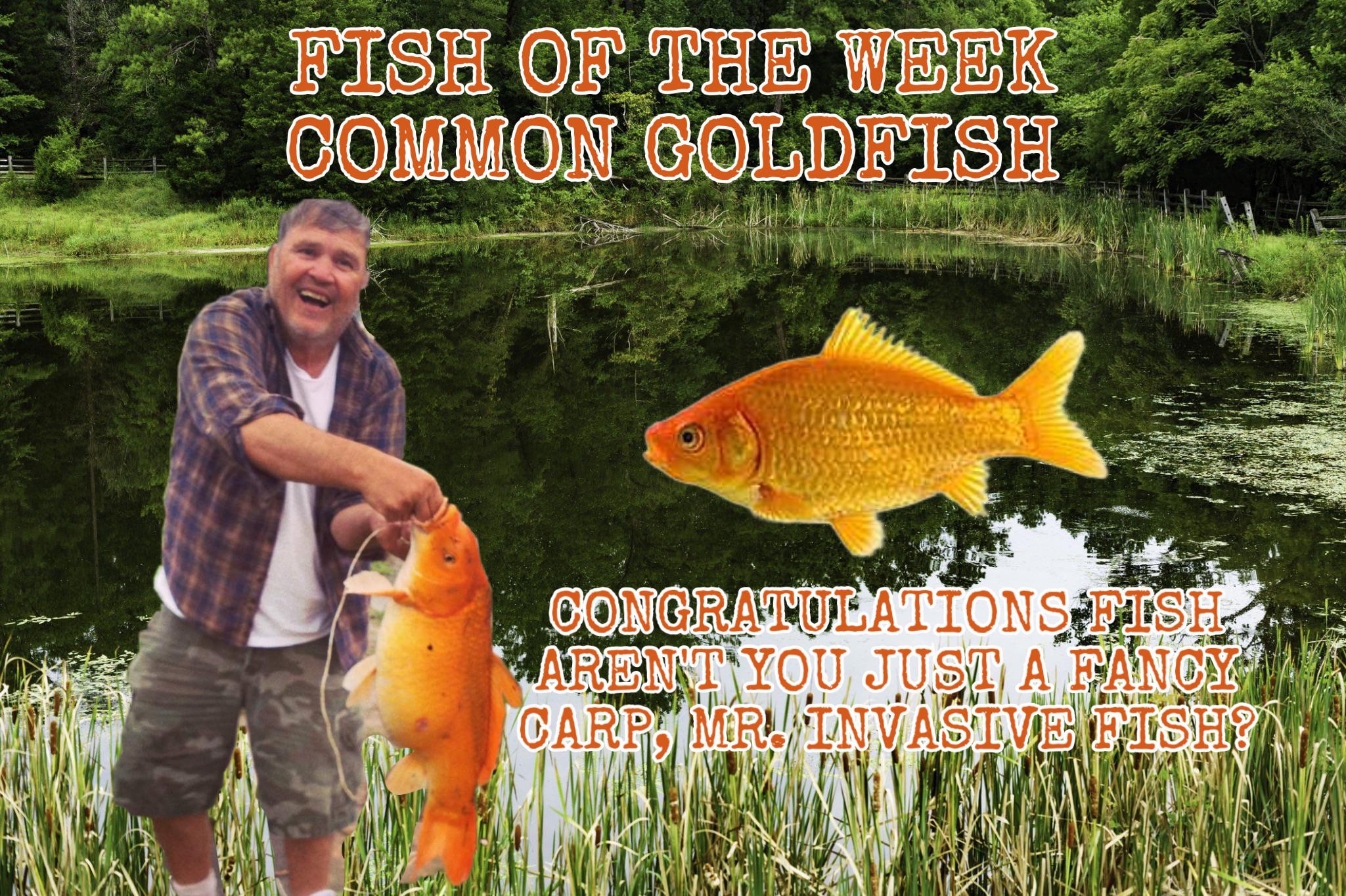Fish of the Week 63 Common Goldfish r/shid_and_camed