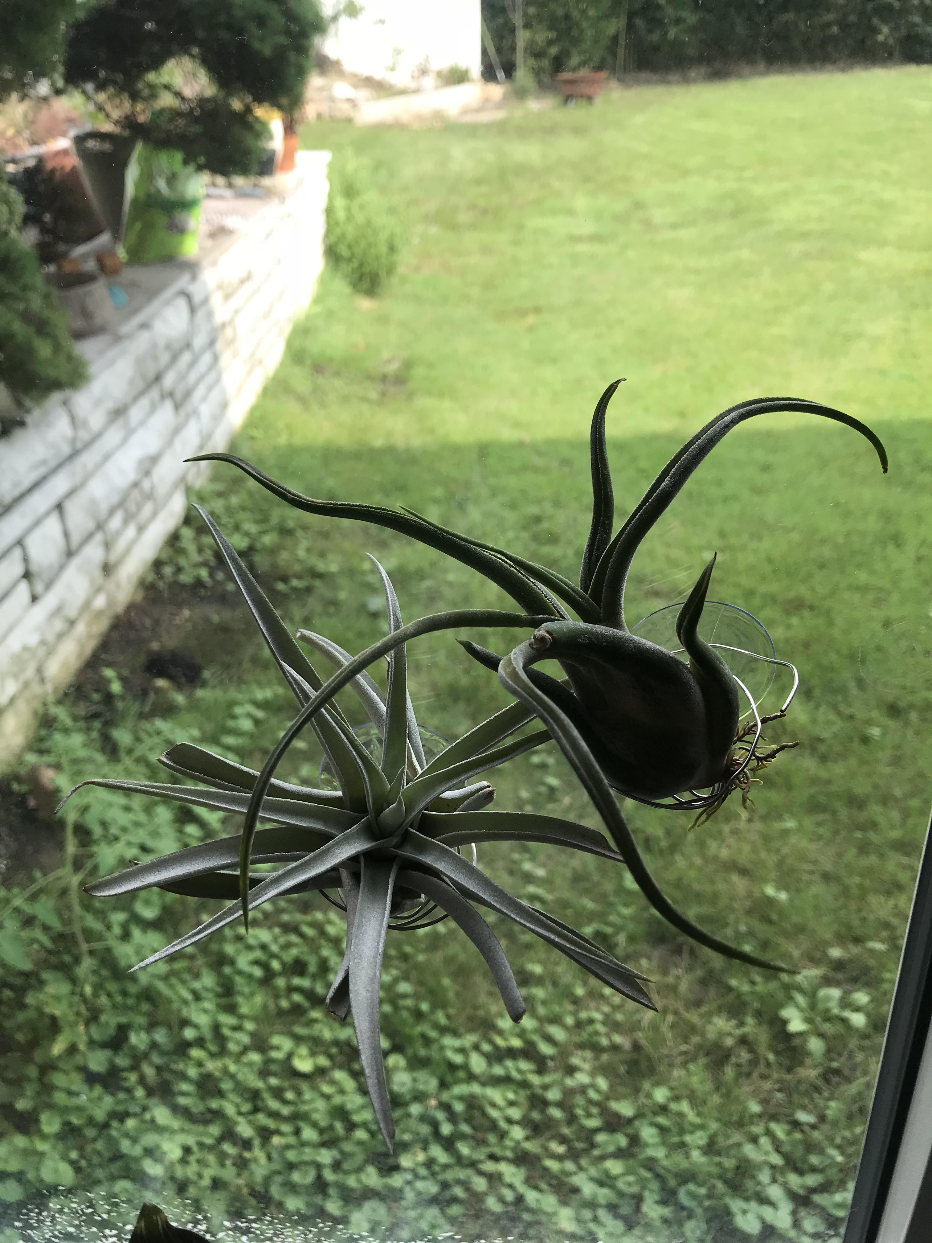 Made some suction cup holders for my airplants! r/houseplants
