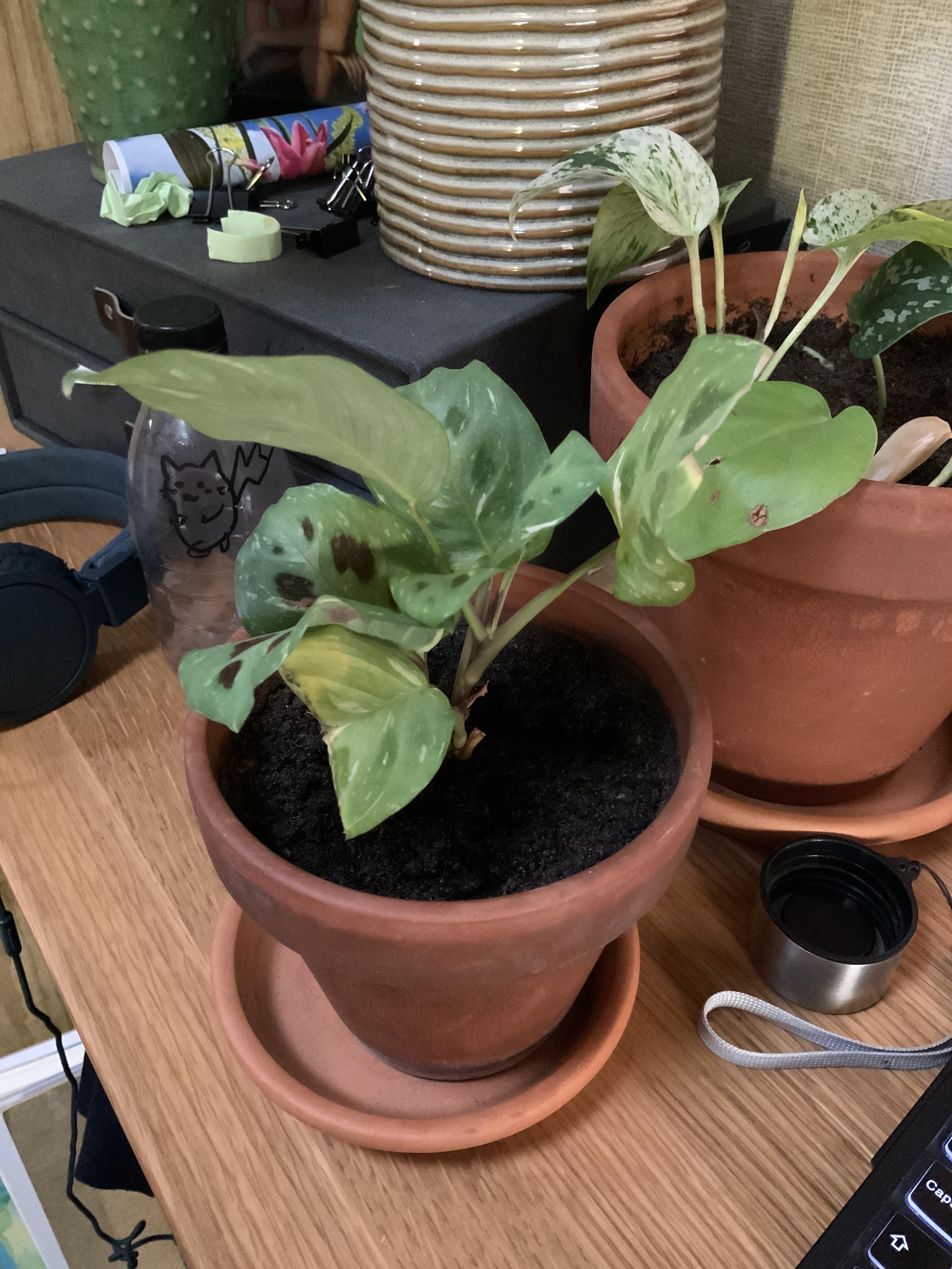 My prayer plants leaves are turning yellow and idk why. I’ve already