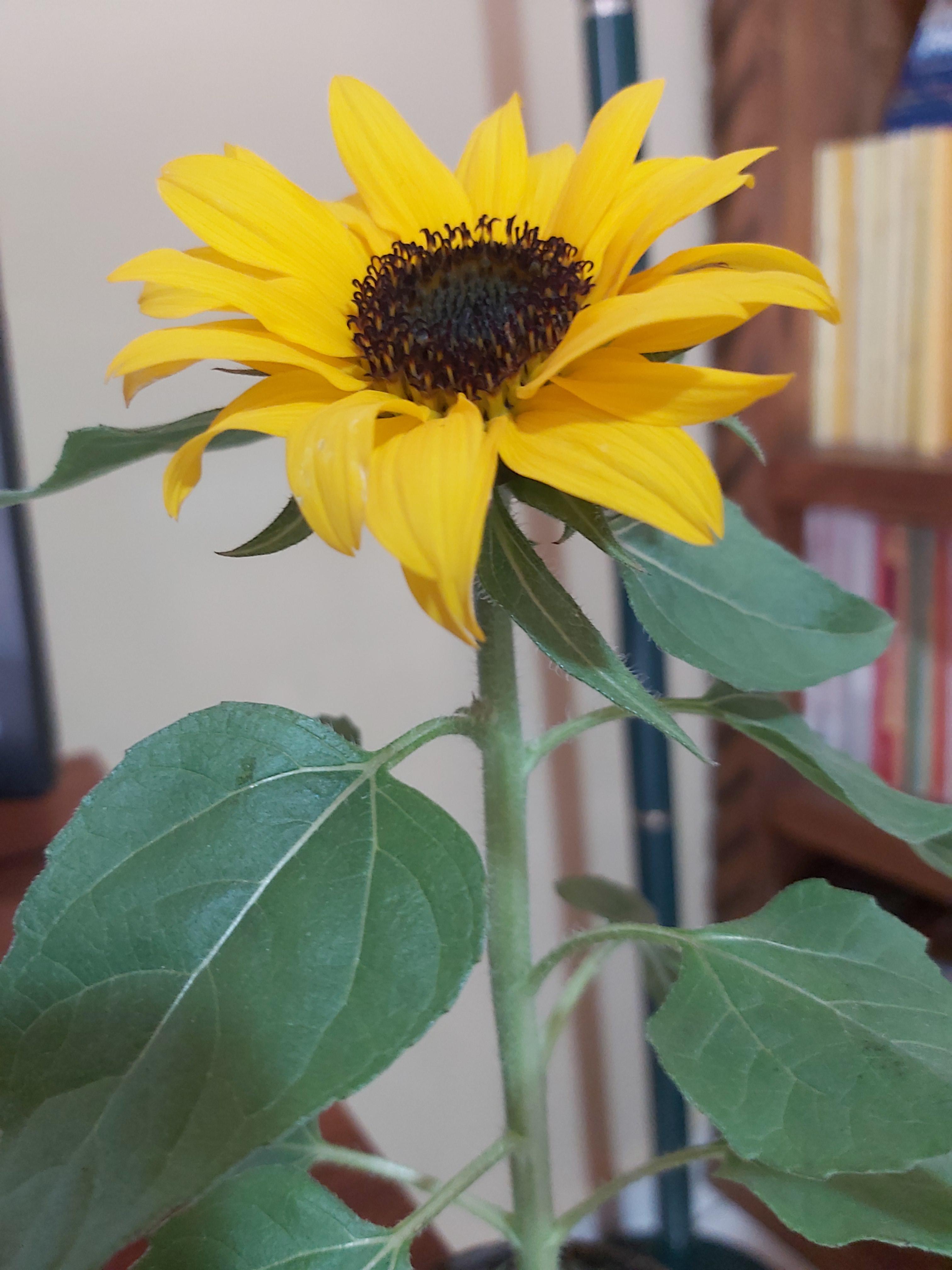 I got this little fella that's about 9 inches tall and I want to know