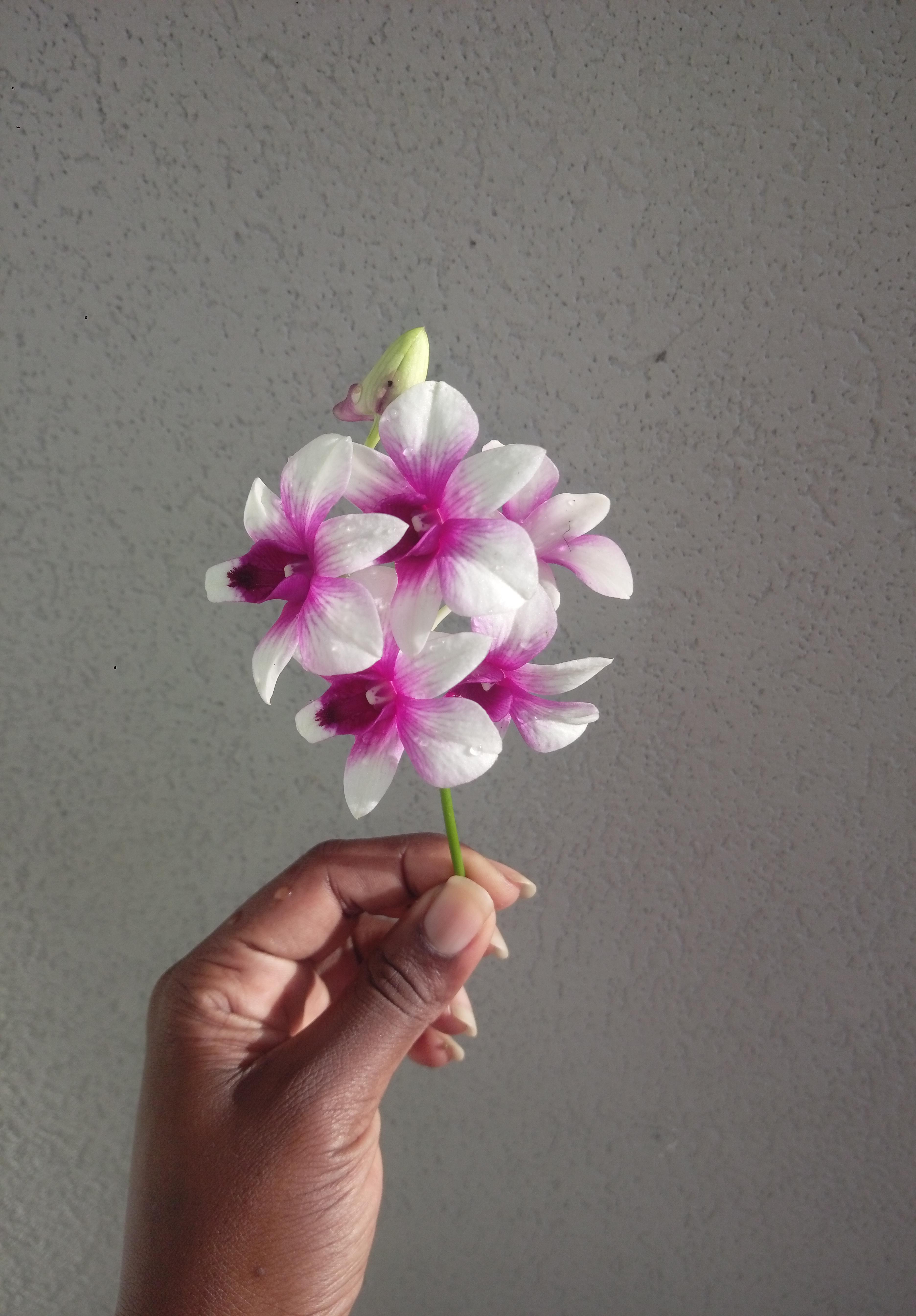 ( my plant fell over and the flowers broke off... How long can I keep