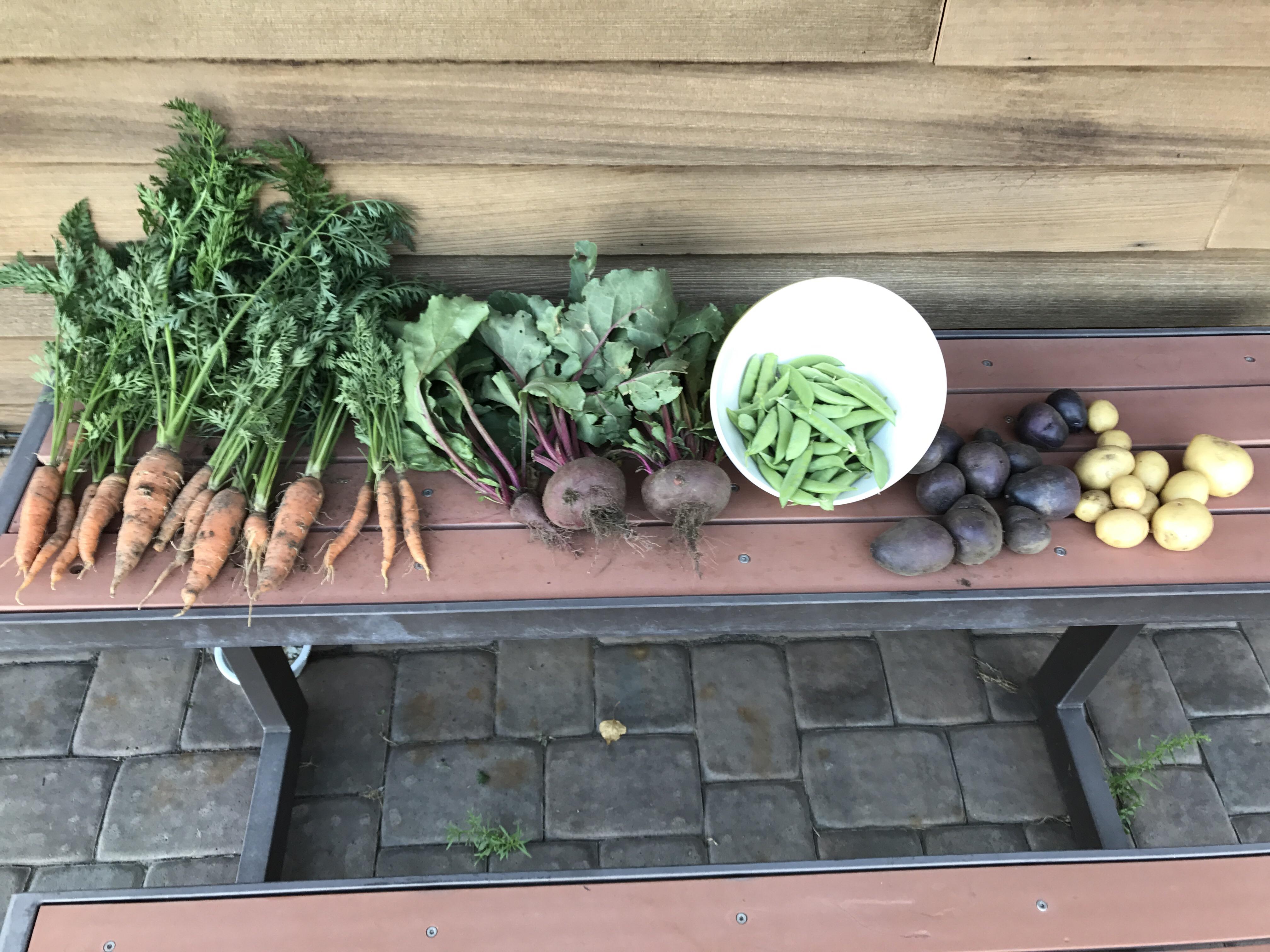 I love having a big garden. I was gone for two weeks. And came back to