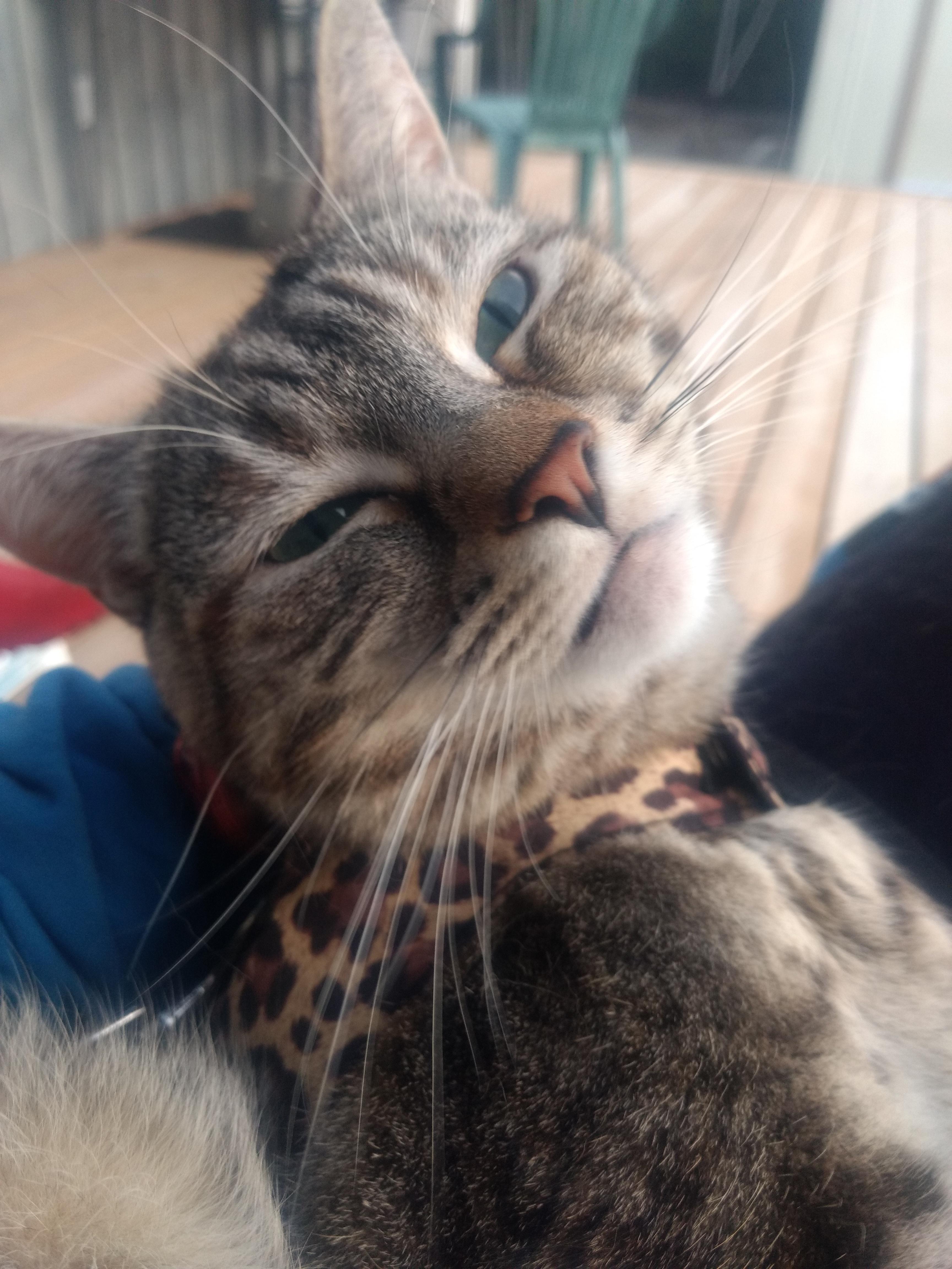 My 3yr old rescue girl Ayla is a smitten little kitten. r/Catsmirin