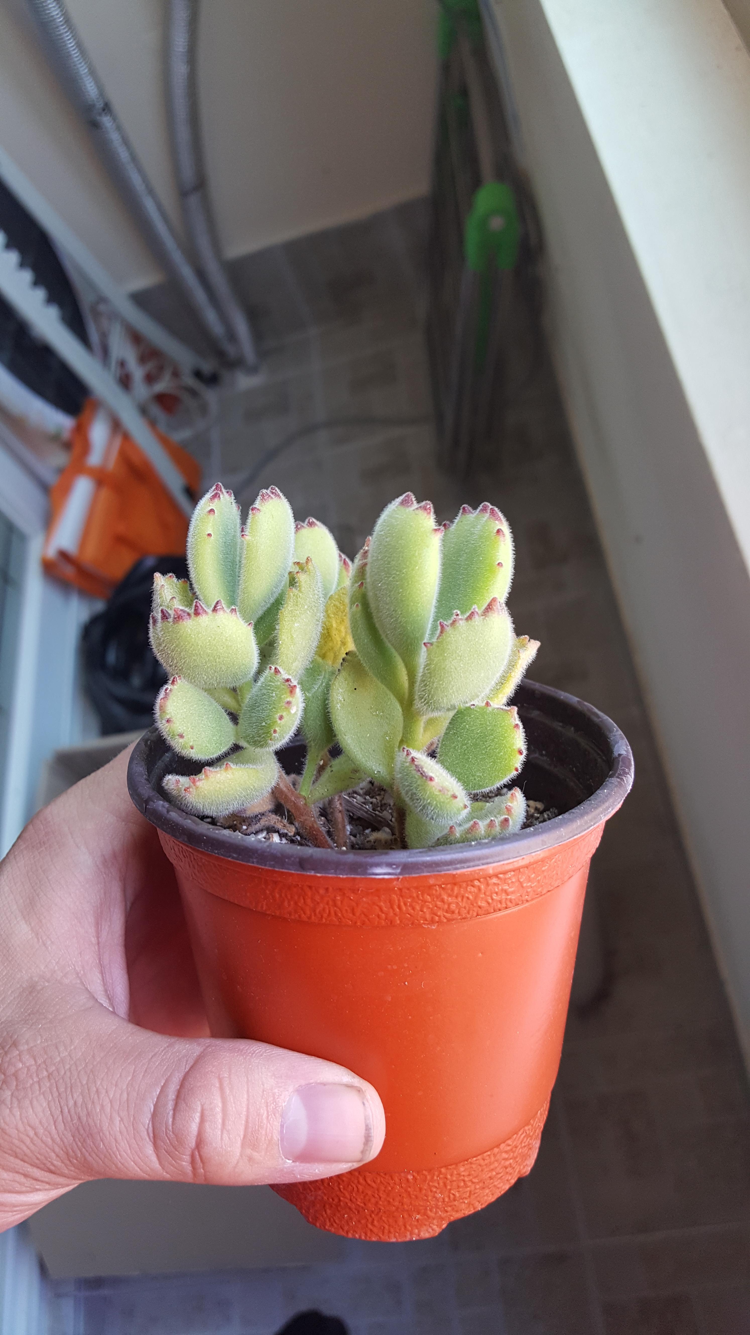 I live in South Korea. Bought this plant today to give my apartment a