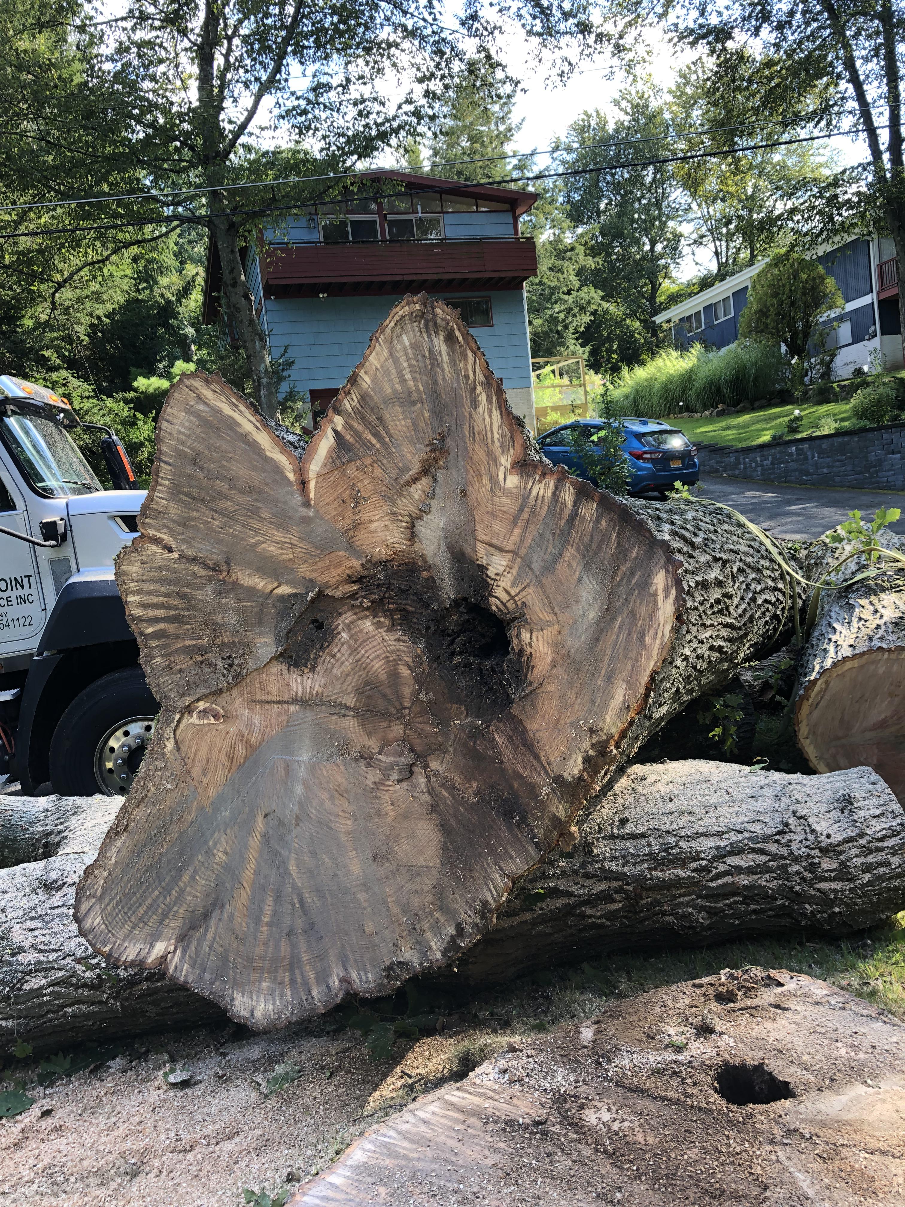 Just had a 200 foot oak tree cut down. 13 foot girth estimated over 250
