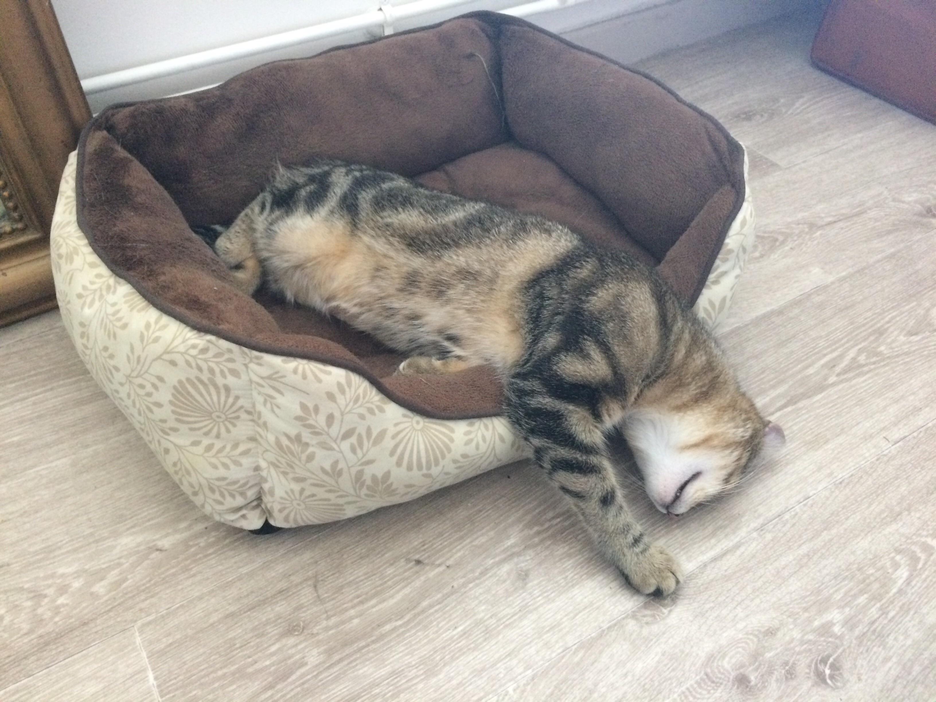 Life is hard... r/aww