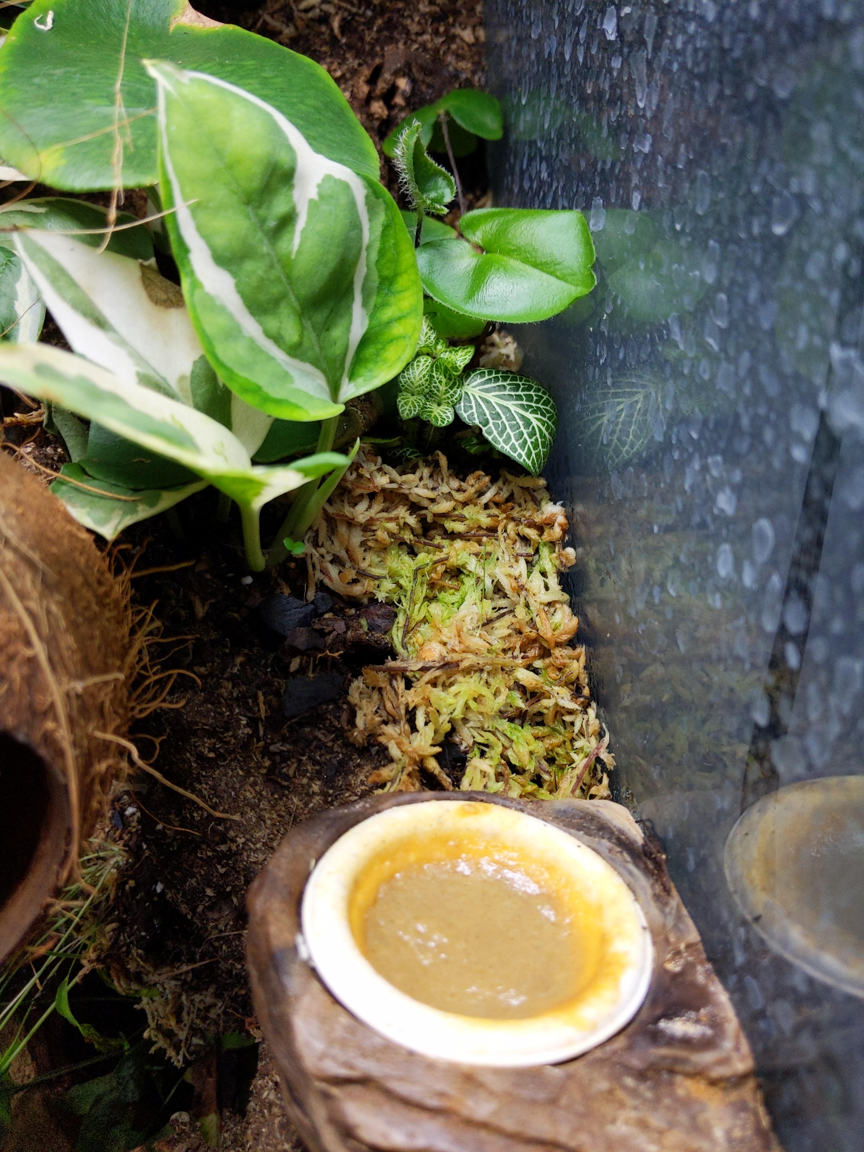 Dried sphagnum moss is turning green is this mold? I was under the