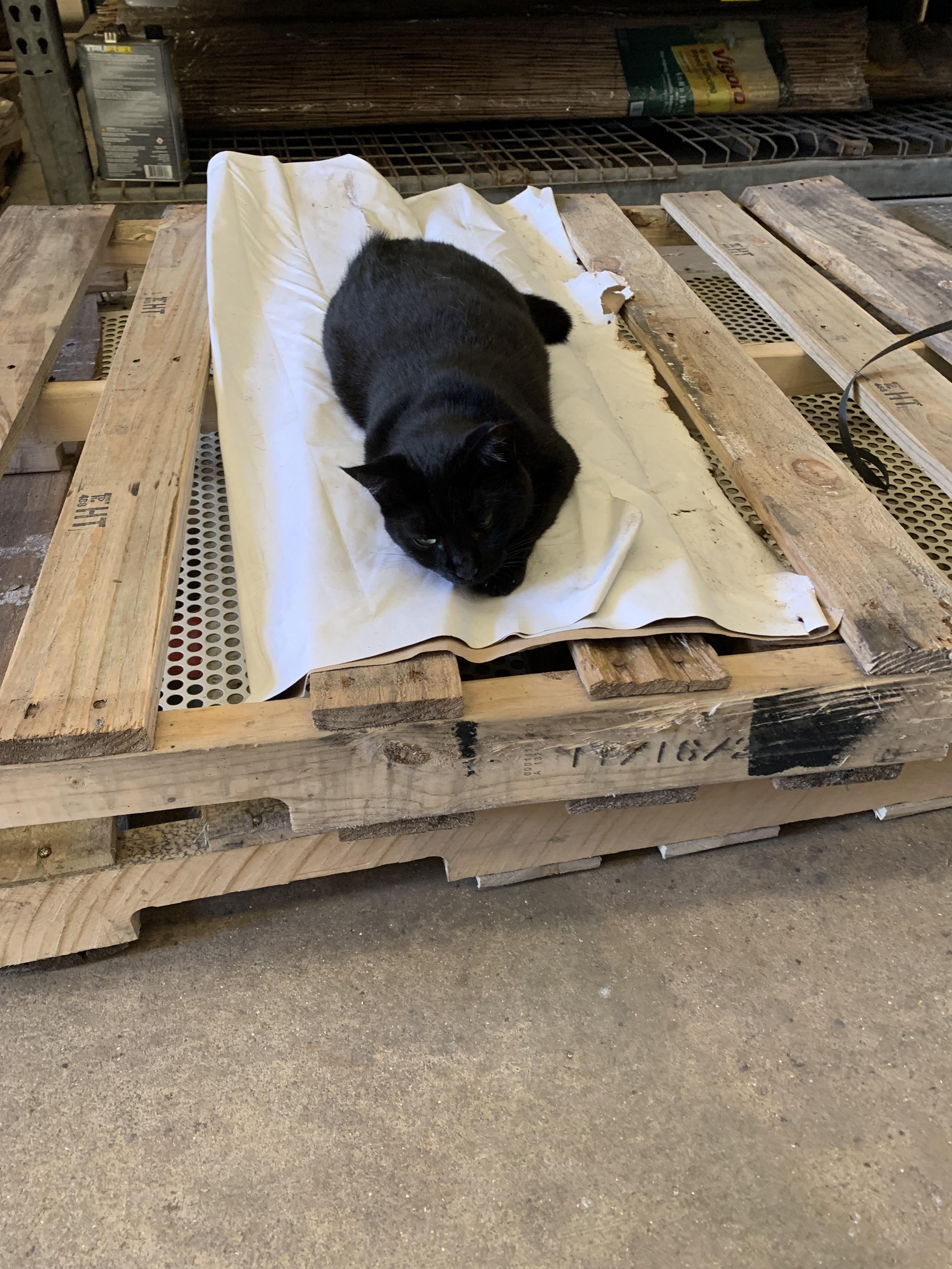 Home Depot Pet ) r/HomeDepot