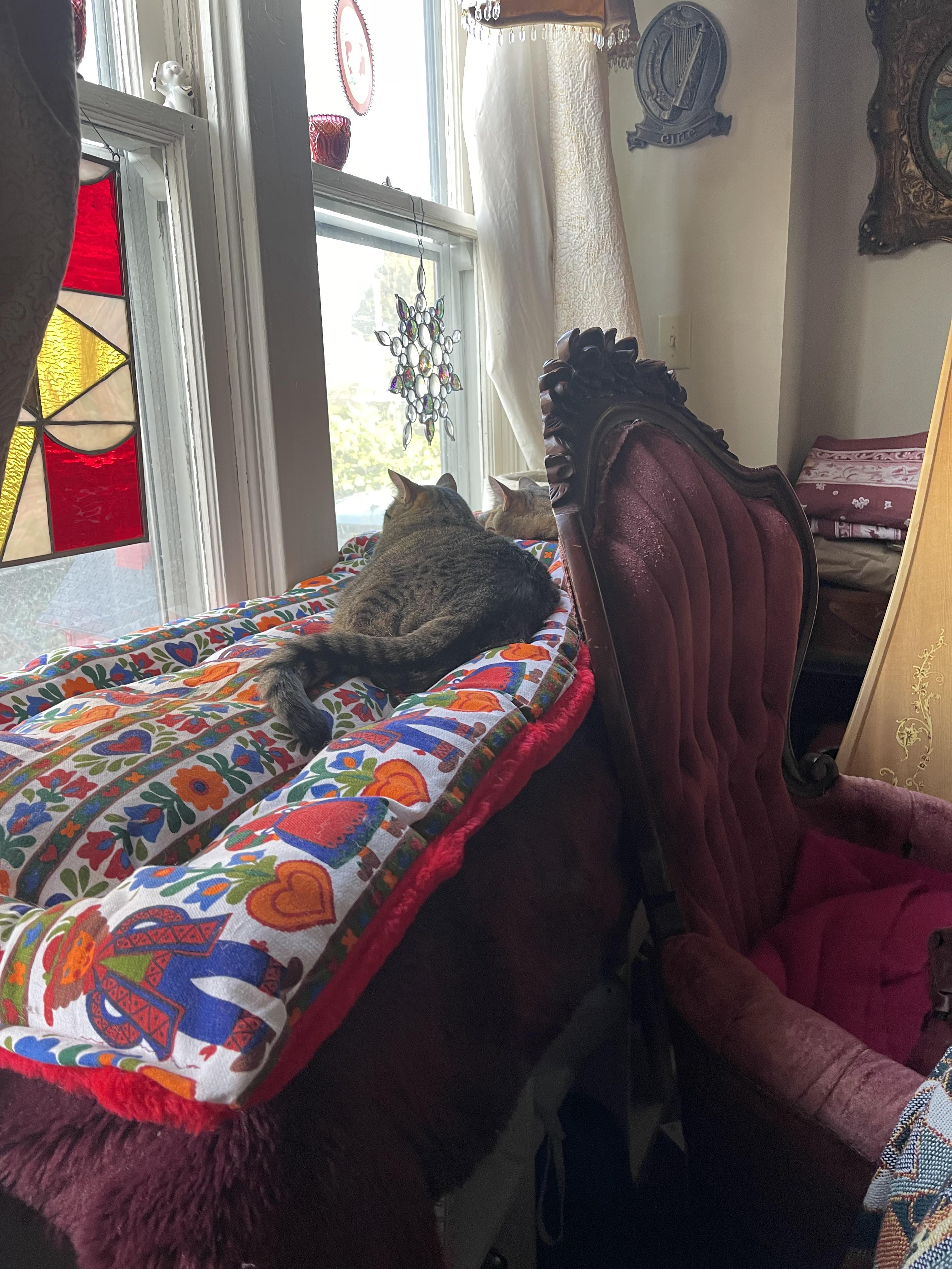 I made a doublelength cat bed (so my two tabbies can enjoy it together