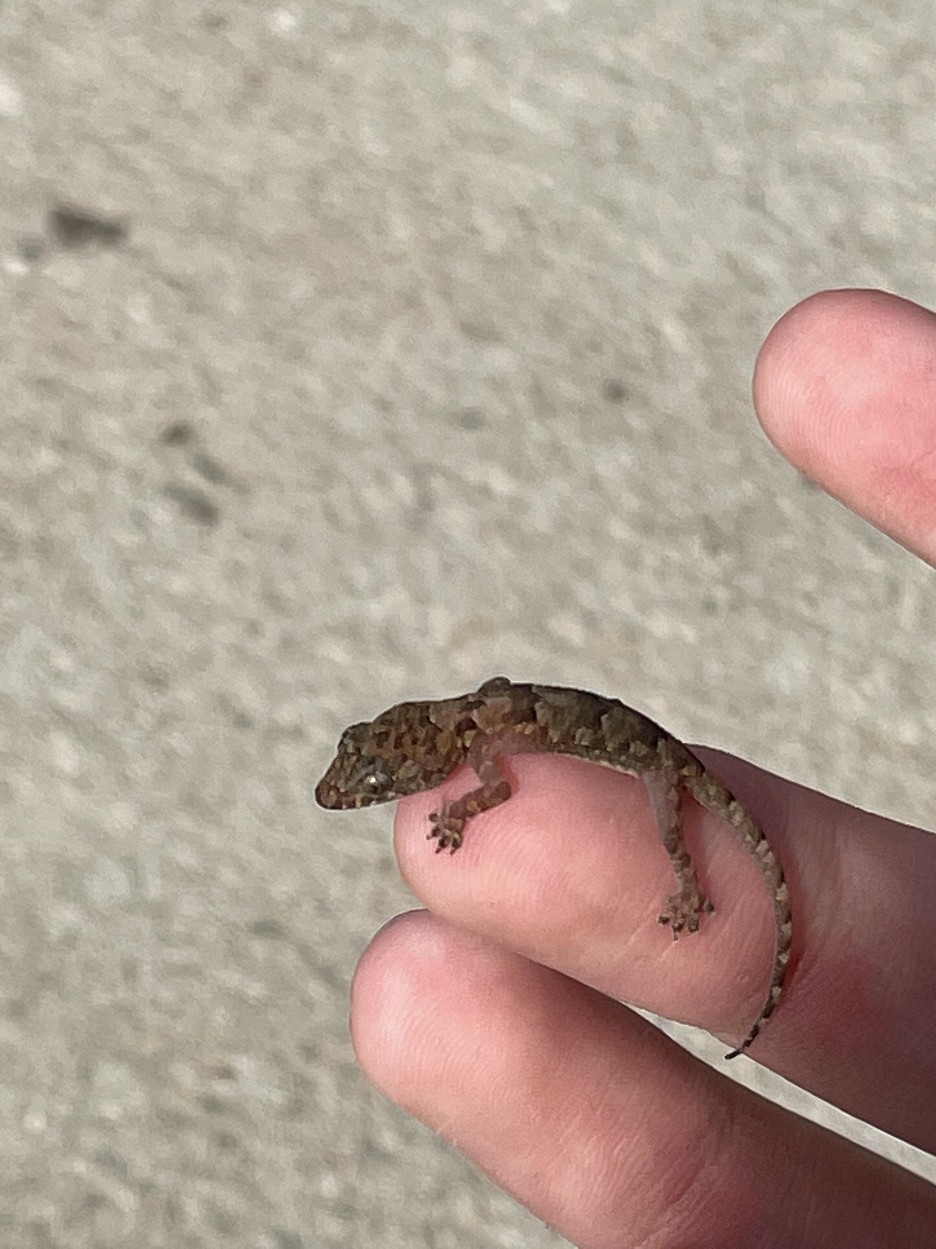 tropical house gecko r/tinyanimalsonfingers
