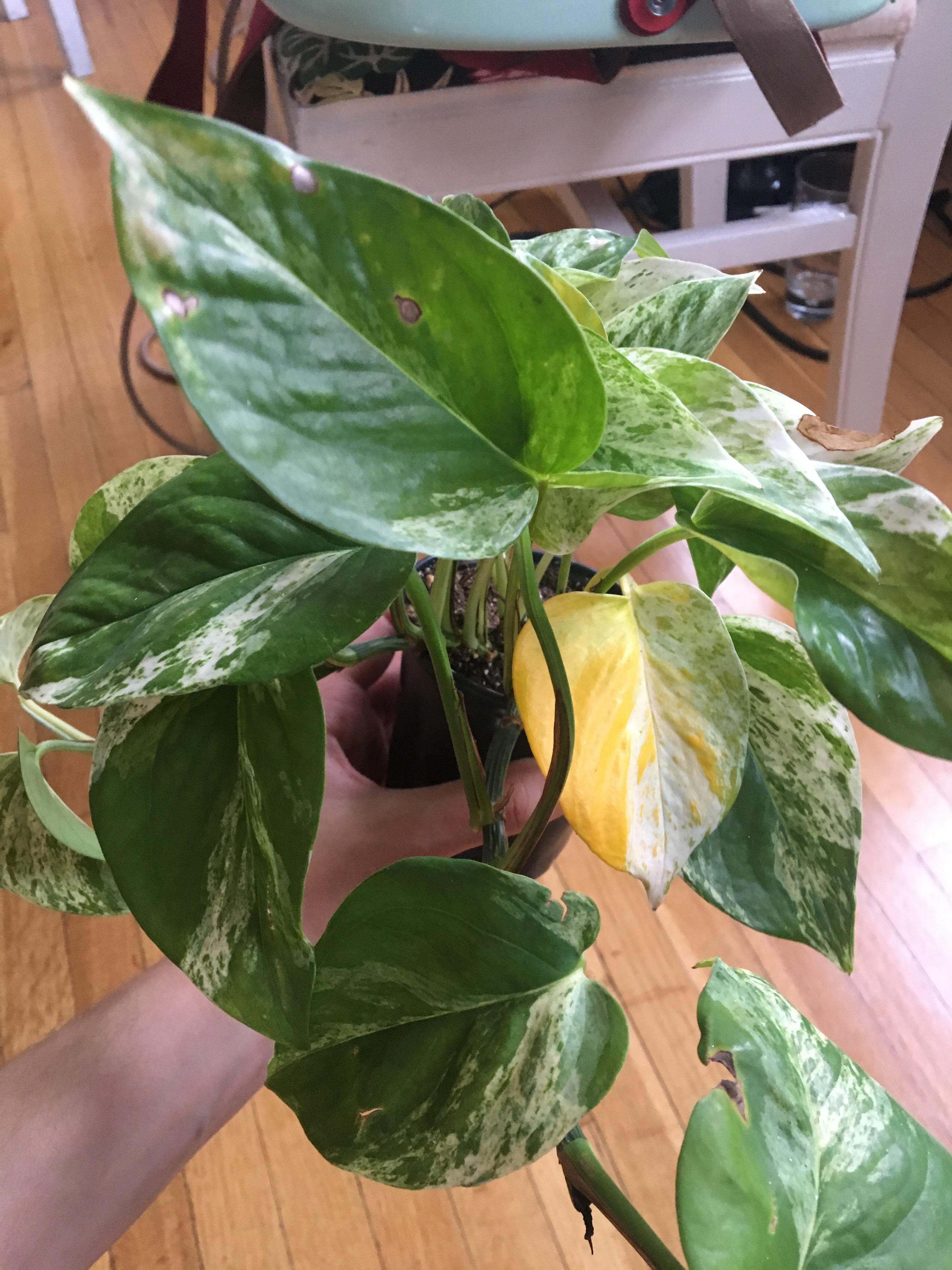 why is my pothos leaf yellowing? east facing window, watered when it