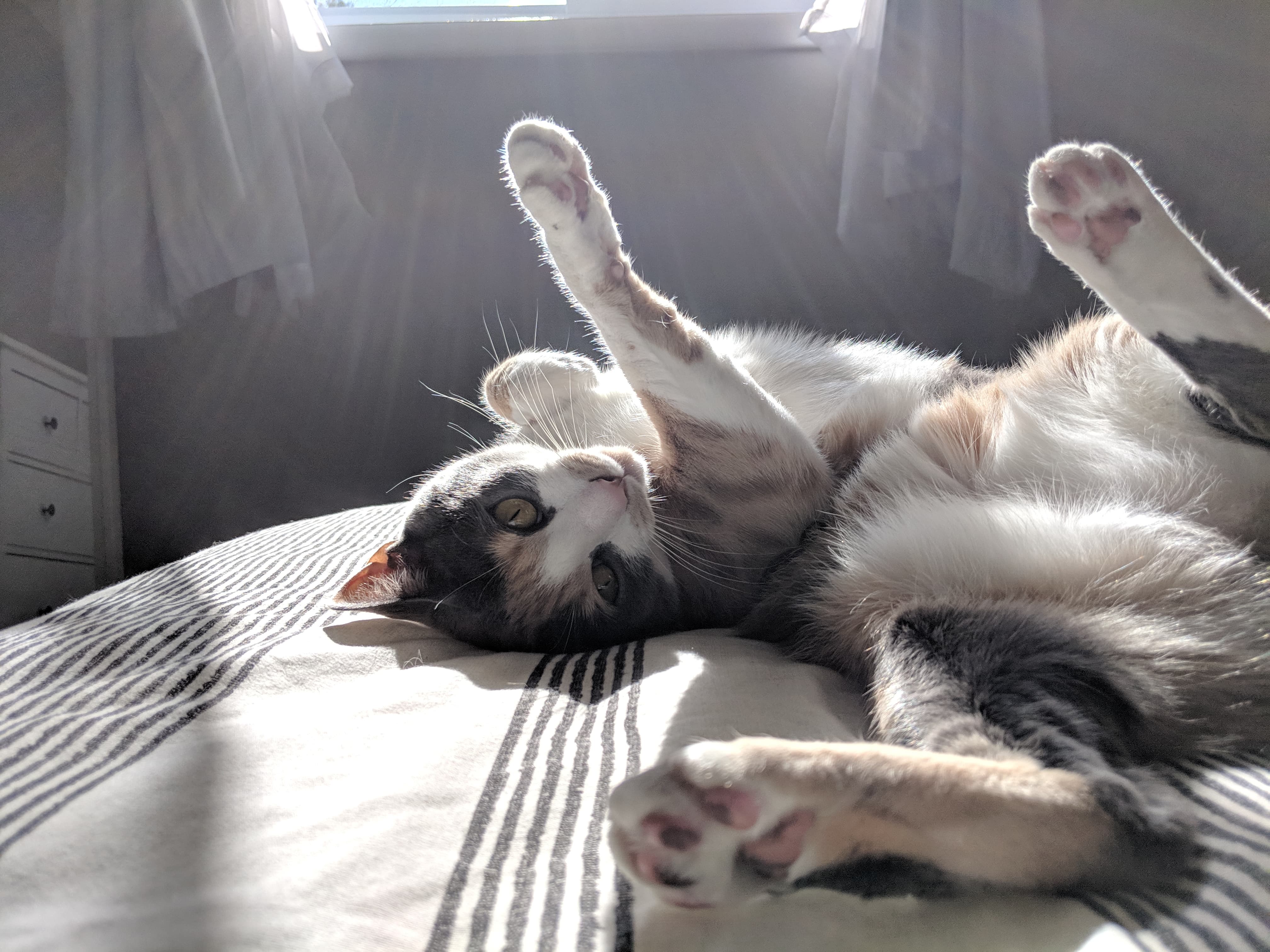 My cat Rey adjusting to her new home Eyebleach