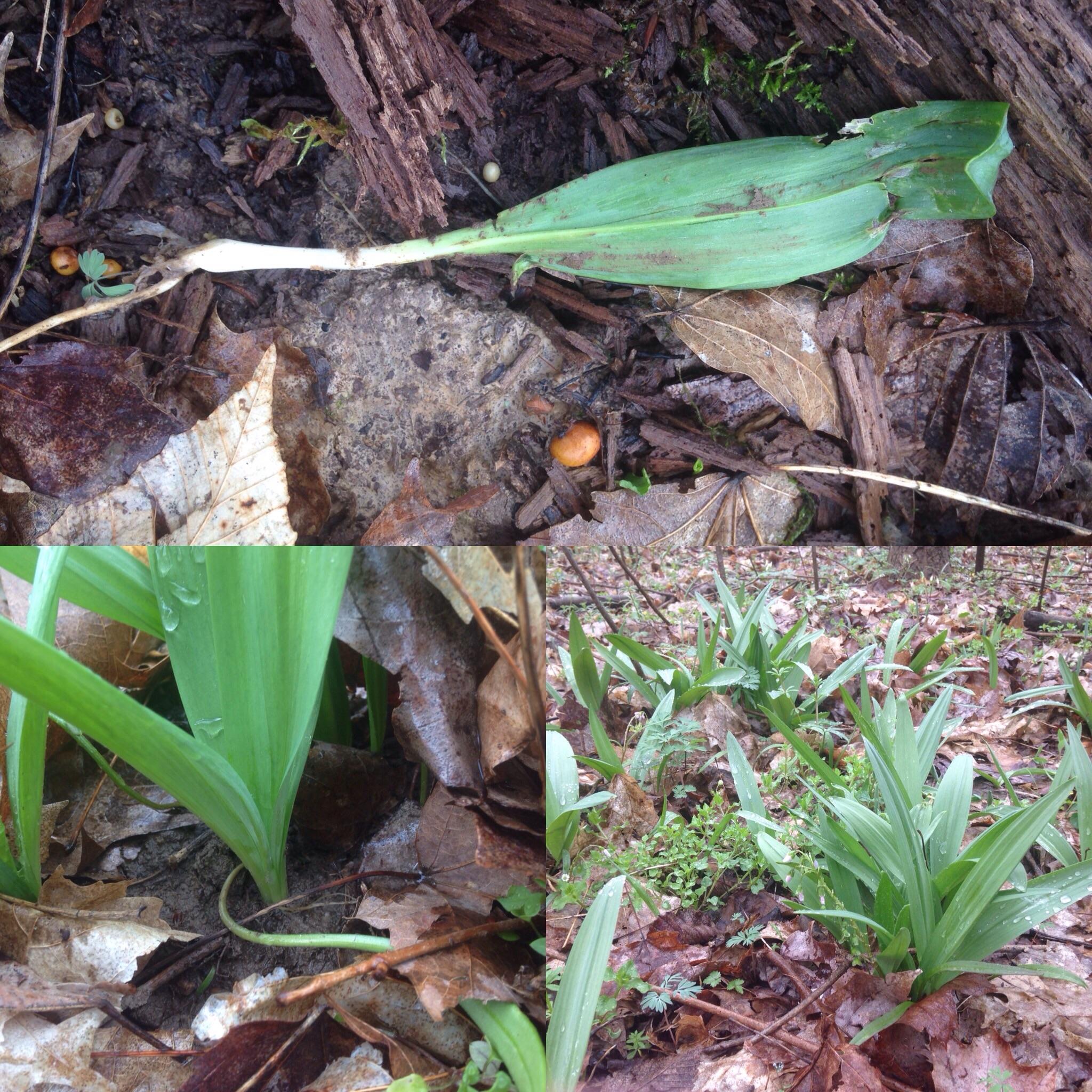 Are these a type of ramp? Their leaves are thinner than typical ramps