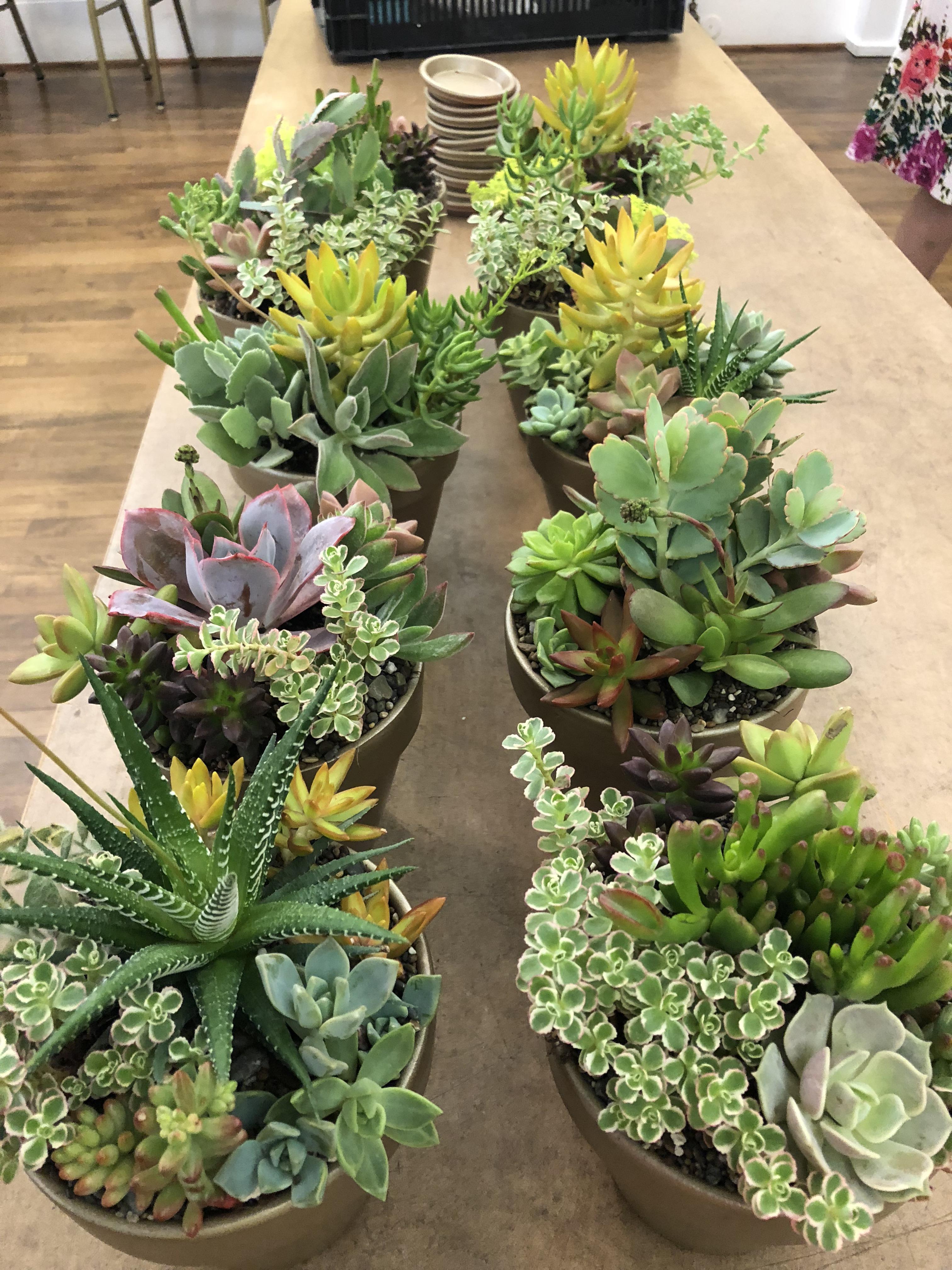 My mom made some simple succulent arrangements for a dinner my dad’s