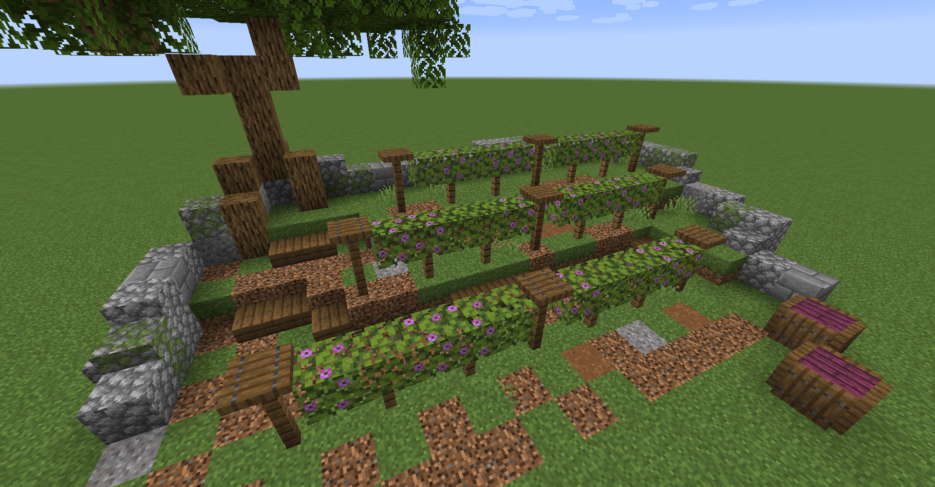 The brand new azalea leaves can be used to represent grapes growing in